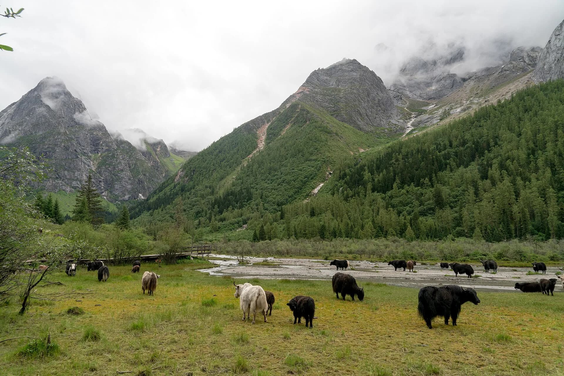 Yaks grazing across a broad meadow beneath the Mount Siguniang mountain landscape