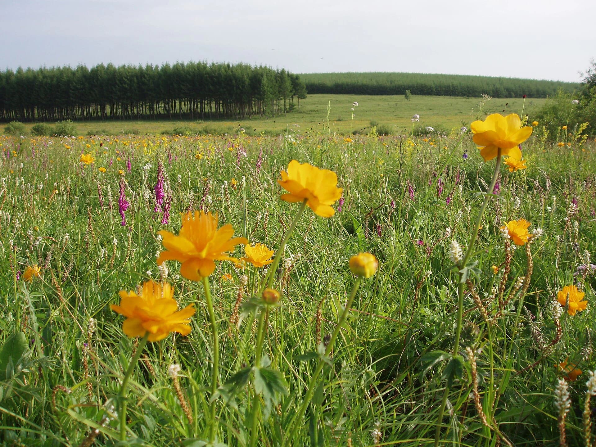 Meadow and plantation landscape in Saihanba