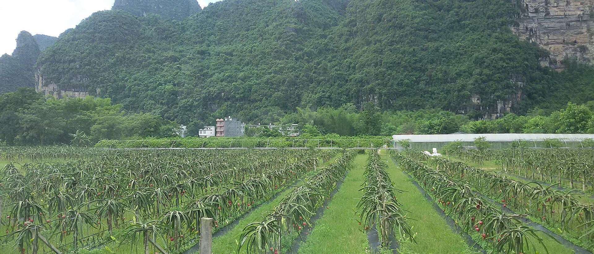 Wide view across the managed Mingshi landscape and karst peaks
