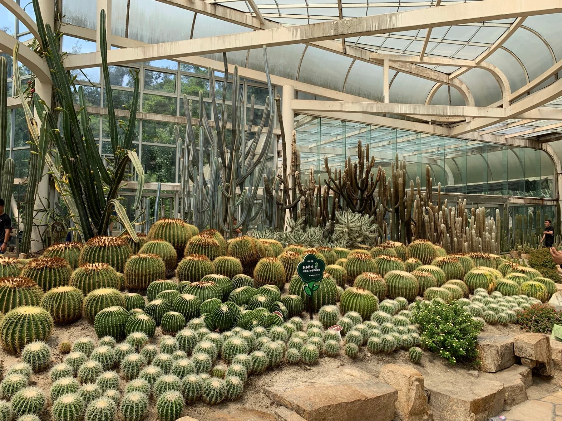 Cactus y suculentas dispuestos en el Jardín Botánico de Xiamen
