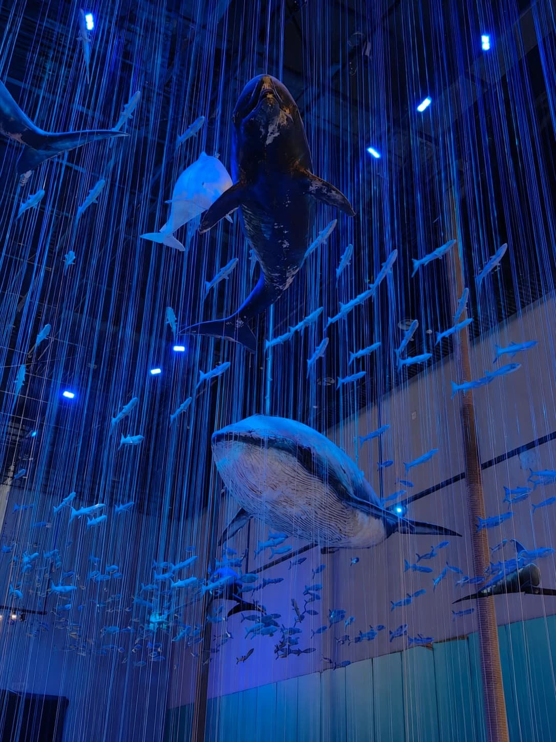 Animales marinos suspendidos en las galerías de historia natural de Guangdong Museum