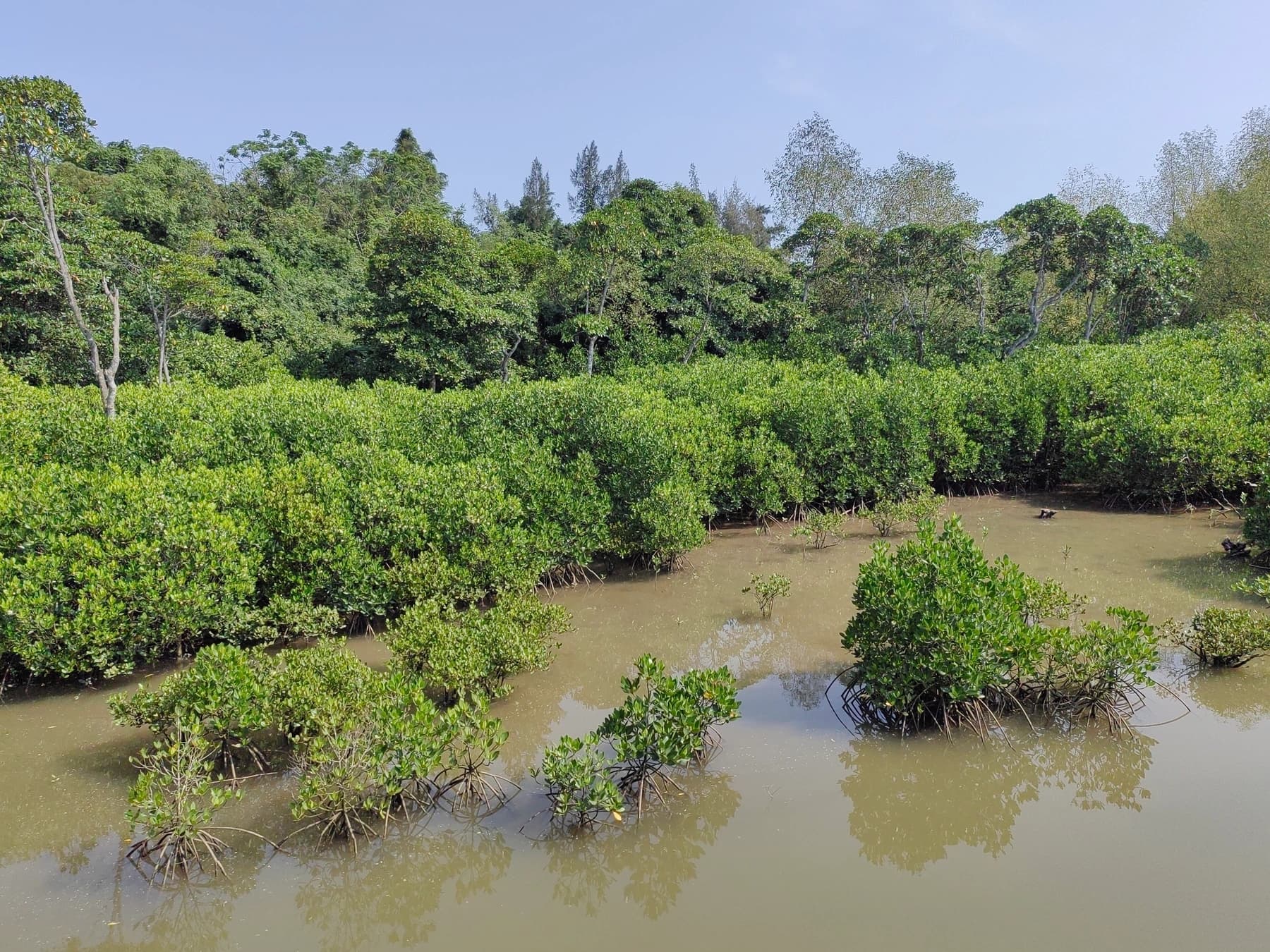 Vegetación densa de manglar junto a un canal de marea en Dongzhai Harbour
