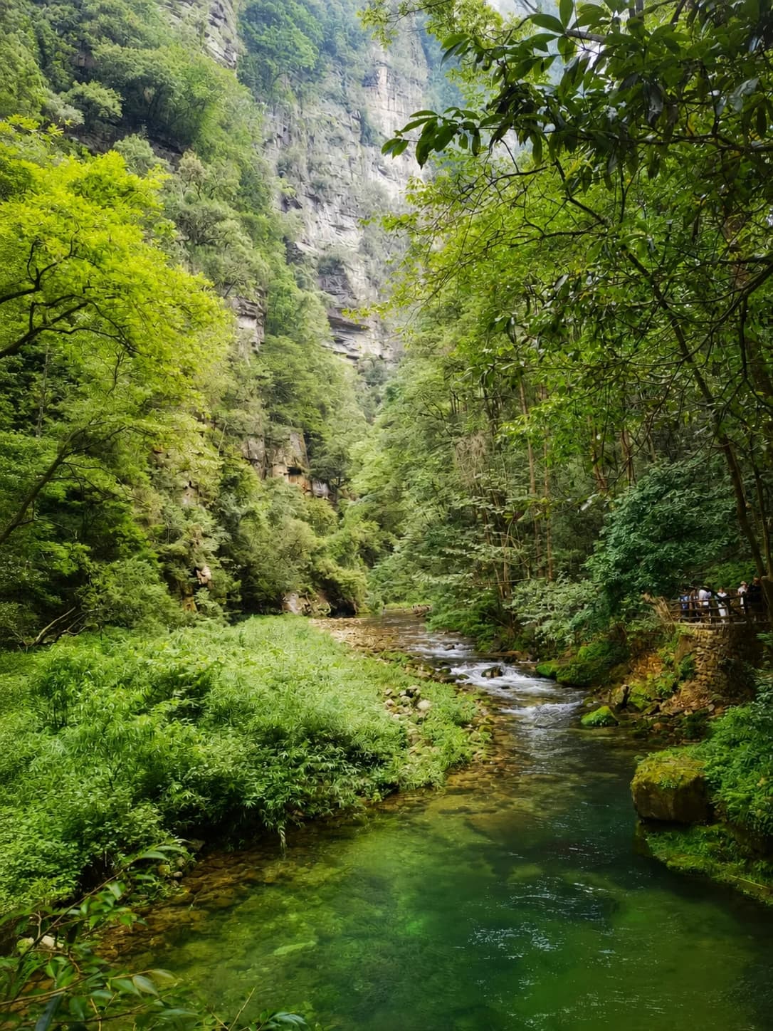 Aguas cristalinas de Golden Whip Stream que fluye a través del cañón
