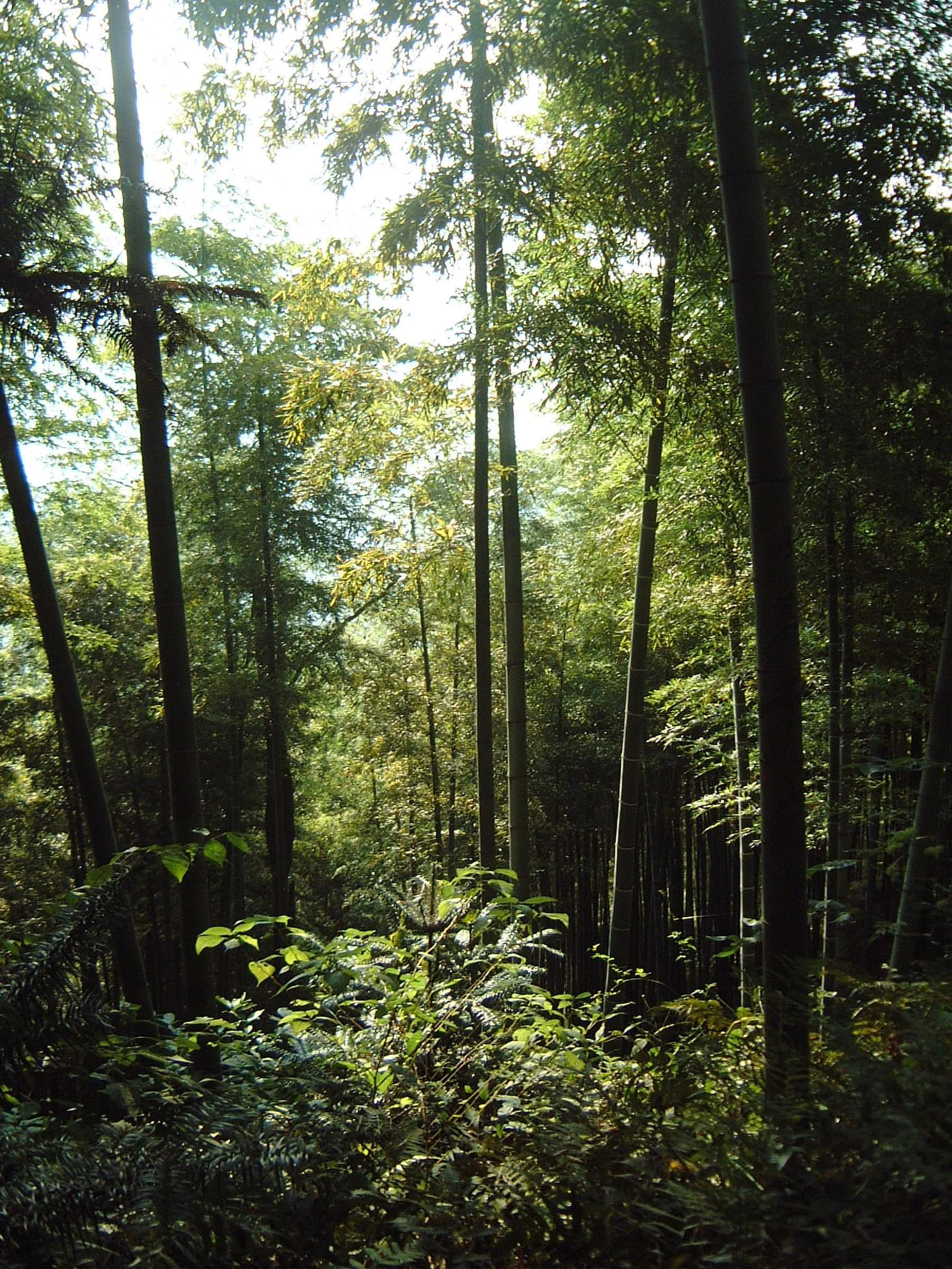 Sunlight filtering through tall bamboo on Moganshan