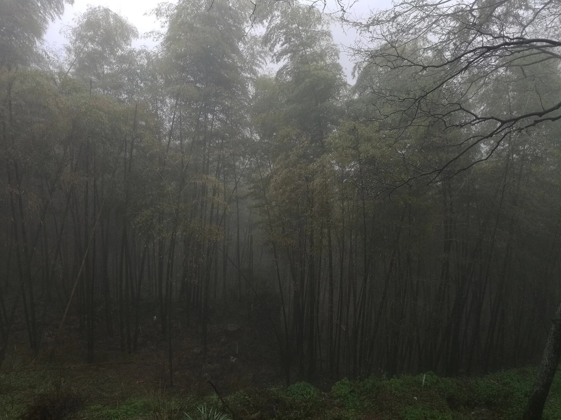 Dense bamboo forest on Moganshan