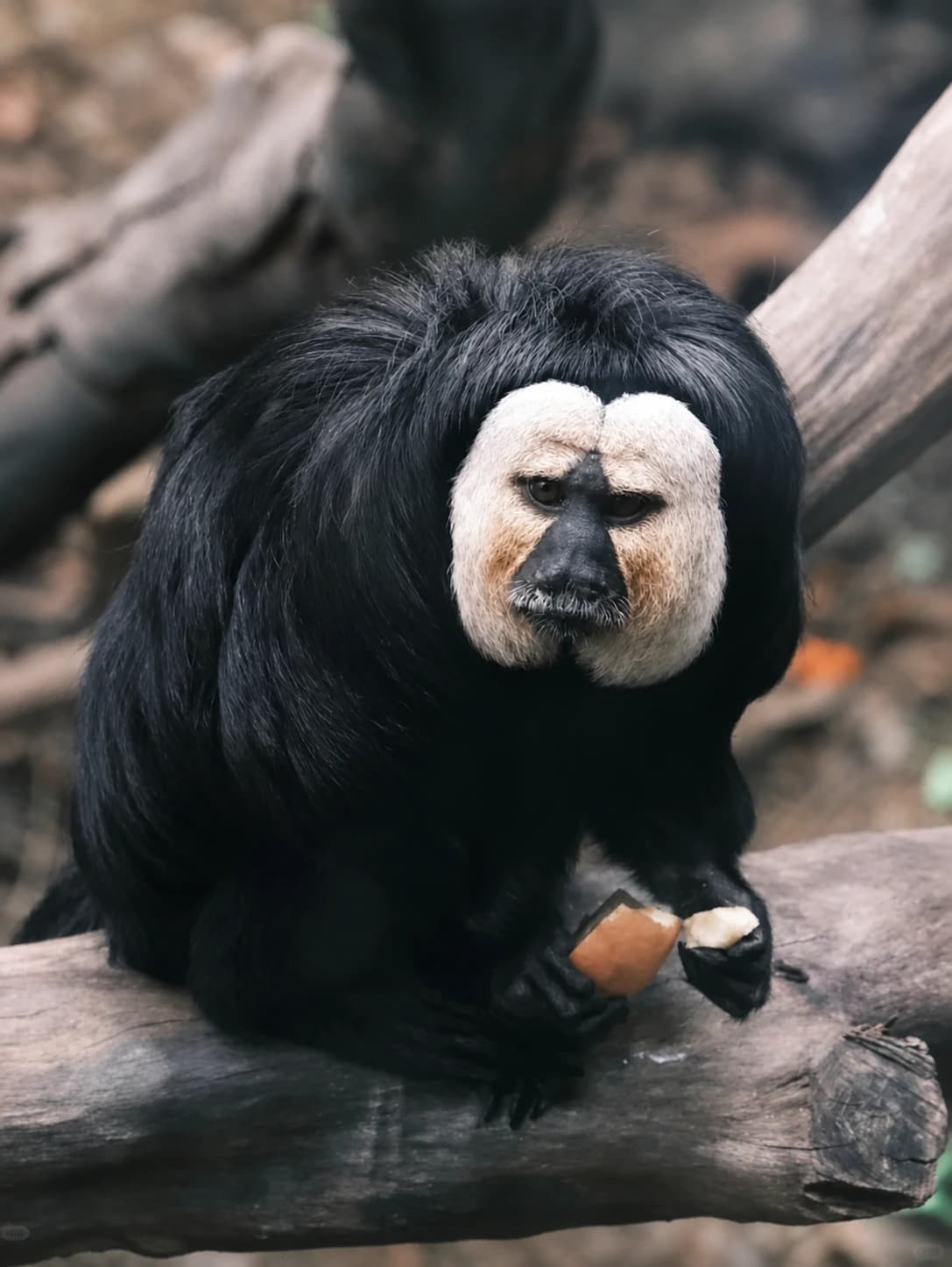 Zoológico del bosque de Hongshan | Atracciones | Viajar a China