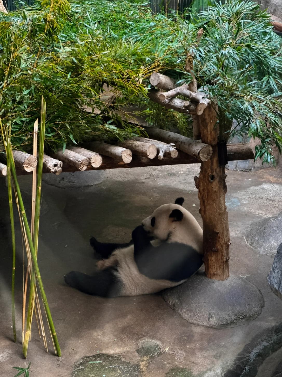 Gato en el zoológico del bosque de Hongshan