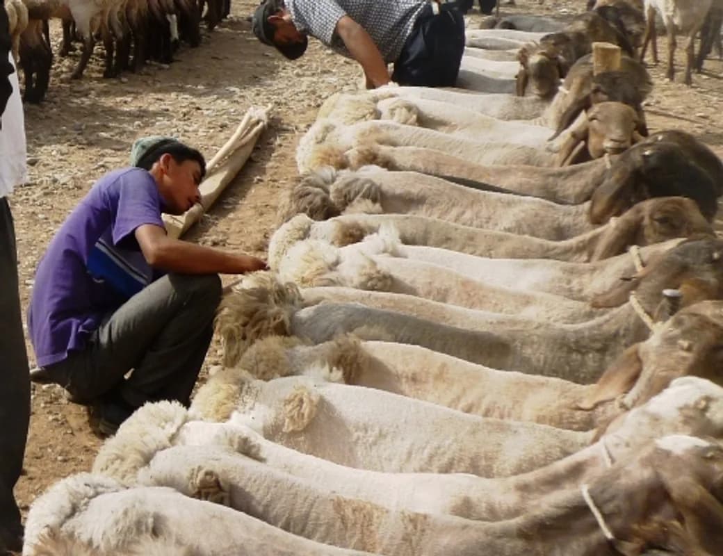 Guía del mercado ganadero dominical de Kashgar: visita responsable