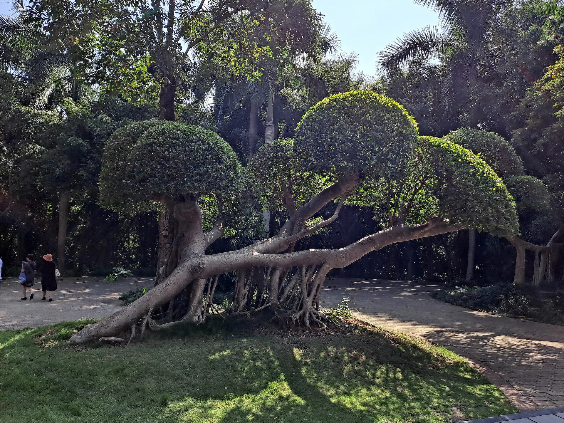 Árboles subtropicales y agua ajardinada en la montaña Qingxiu