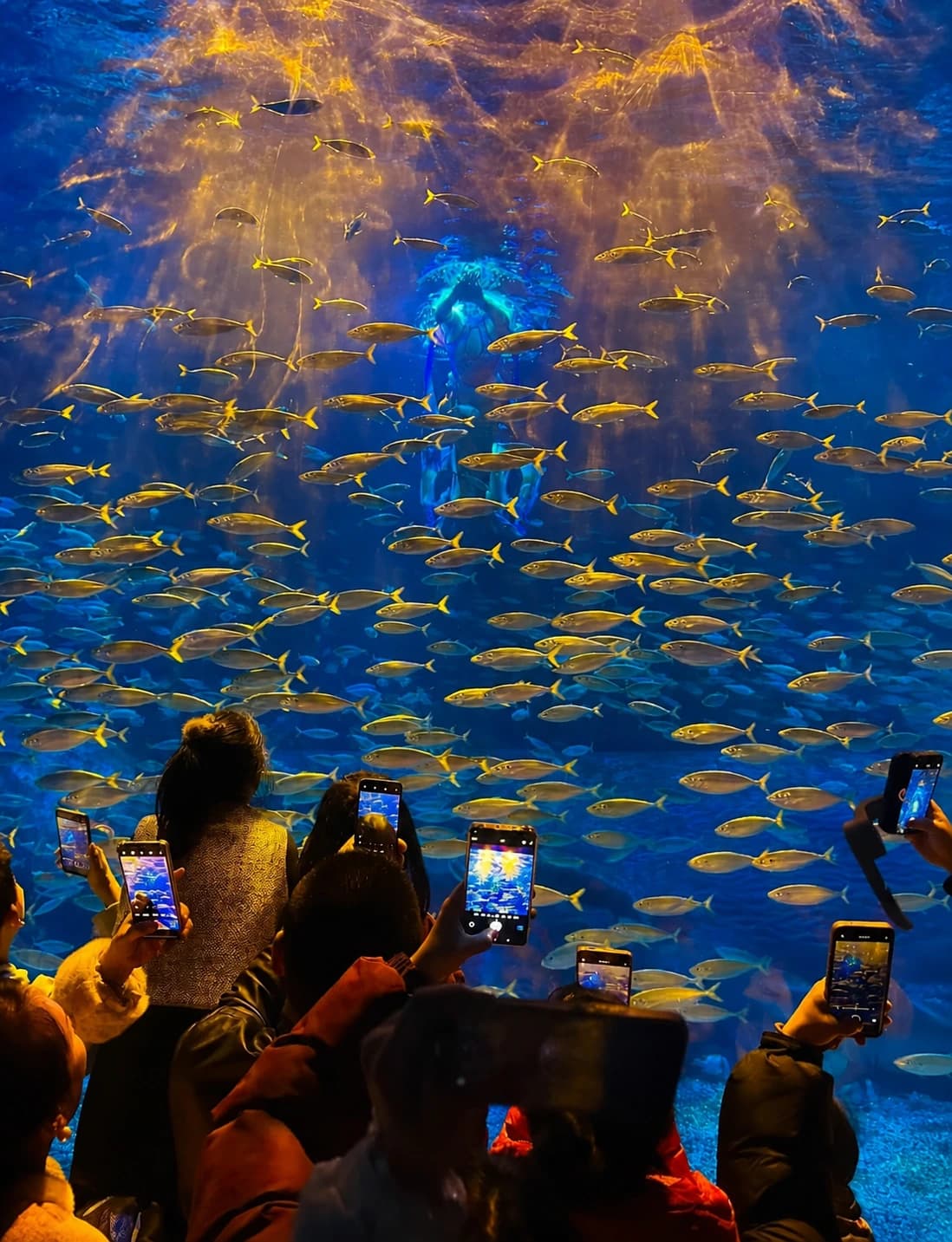 Espectáculo submarino en Qingdao Polar Ocean World