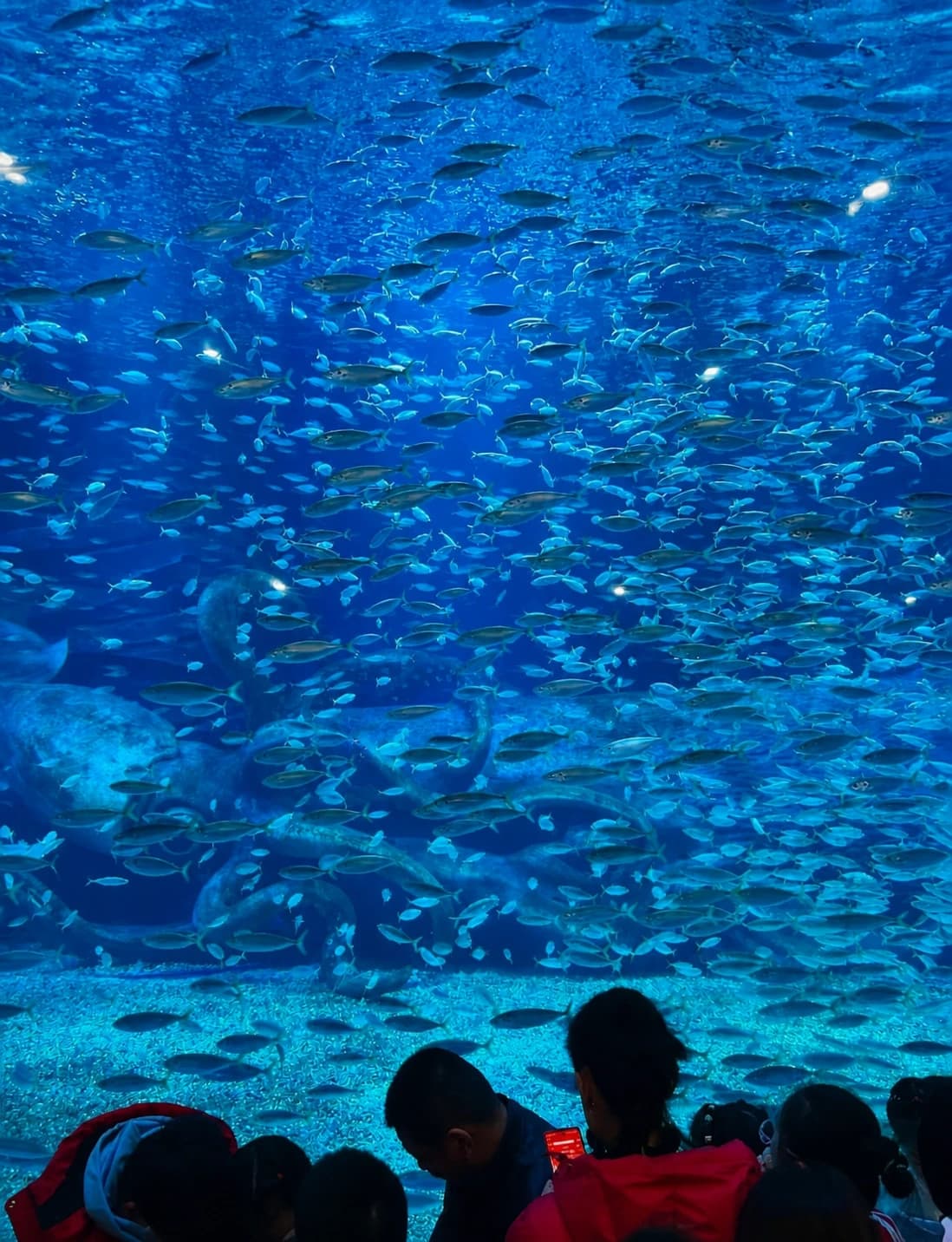 Ventana de observación de peces en Qingdao Polar Ocean World