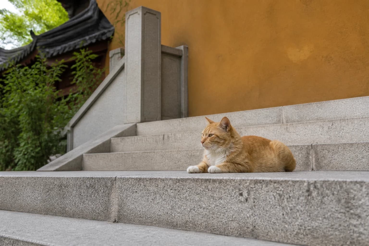 Un gato atigrado naranja descansando sobre escalones de piedra pálida junto a la pared de un templo ocre
