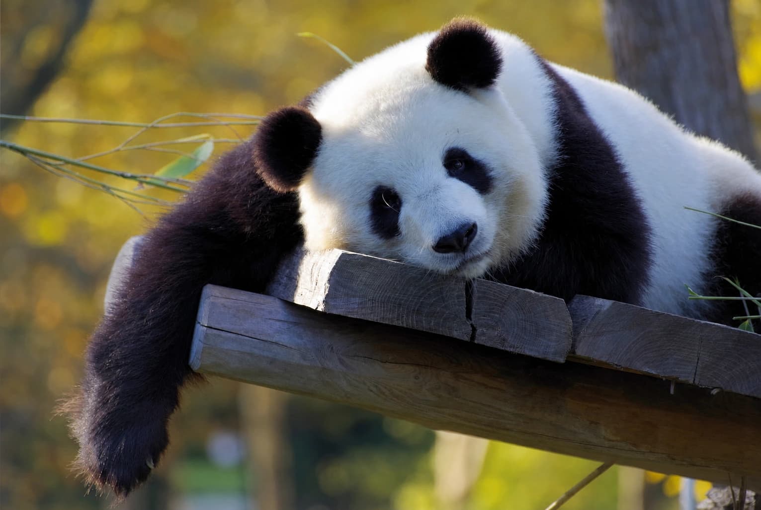 Segundo panda gigante en la Base de Investigación de Chengdu para la Cría del Panda Gigante