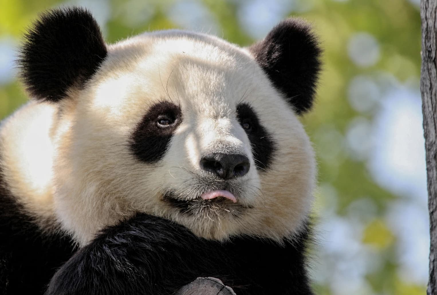 Chengdu Travel Guide: Pandas, Food and Day-Trip Routes