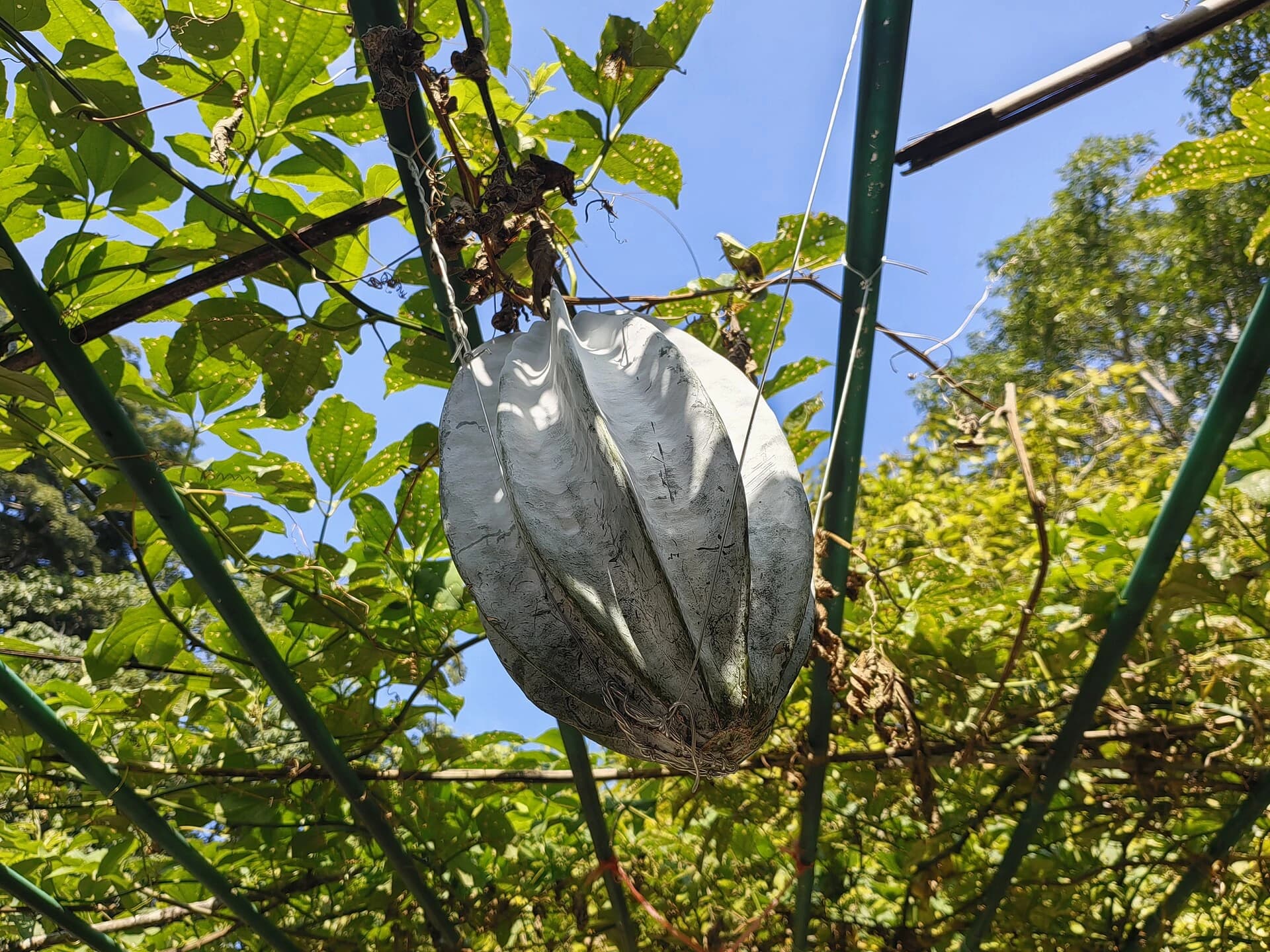 Telfairia occidentalis fruit in the garden's living collection