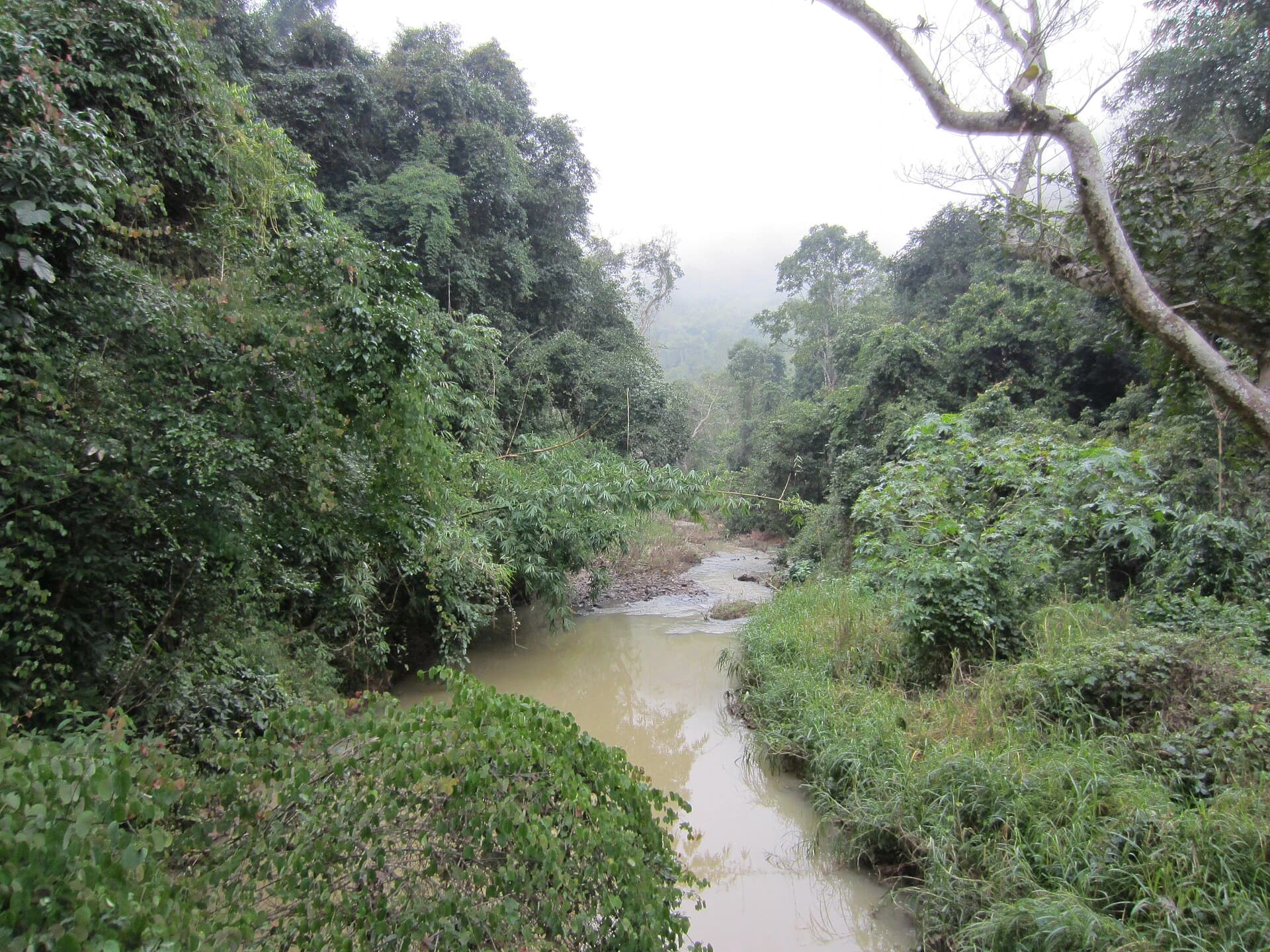 Hábitat fluvial de selva en Wild Elephant Valley