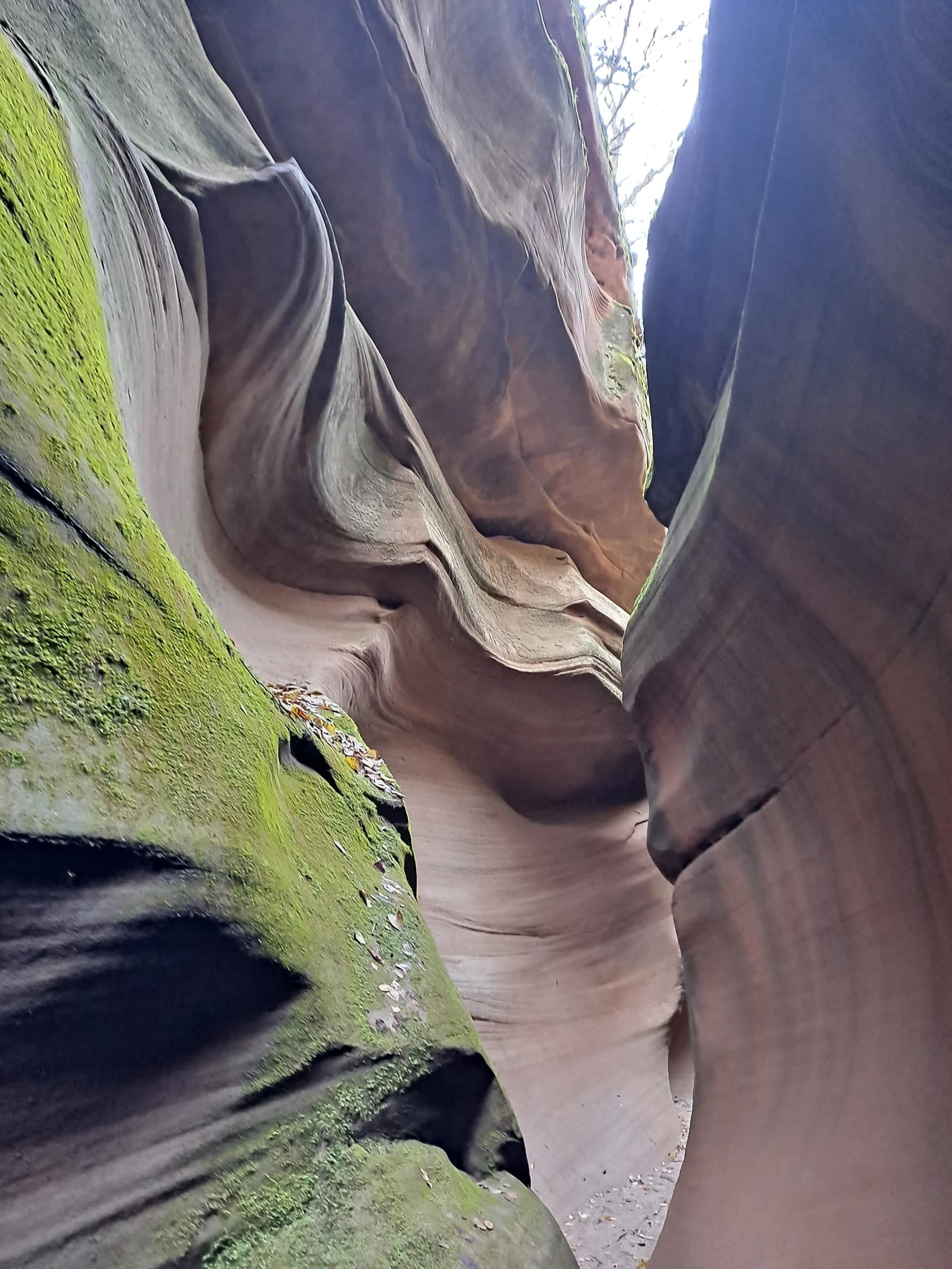 Musgo y detalle de arenisca esculpida en el Gran Cañón de Ganquan