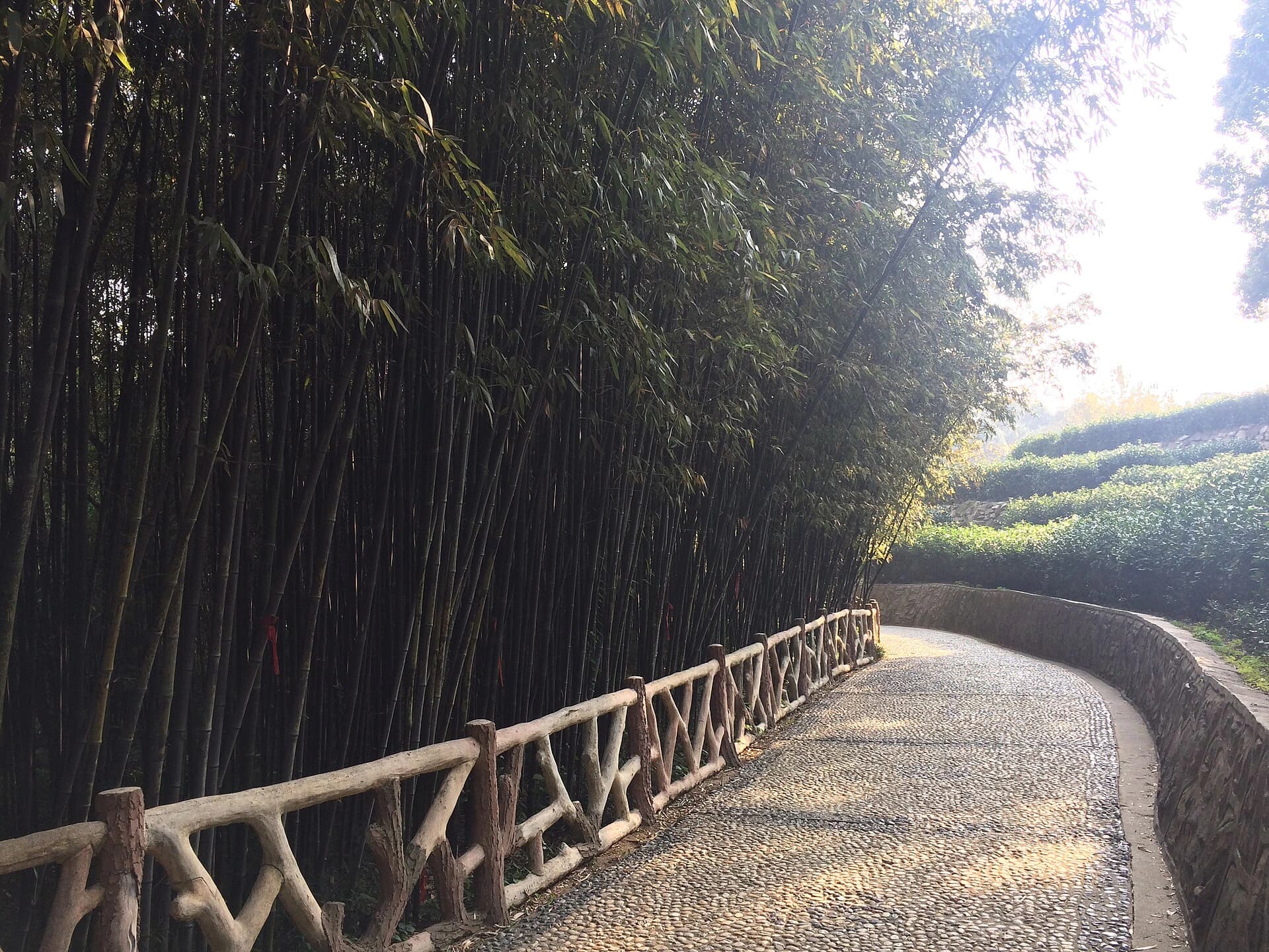 Junshan Road-First Bamboo and Story Day