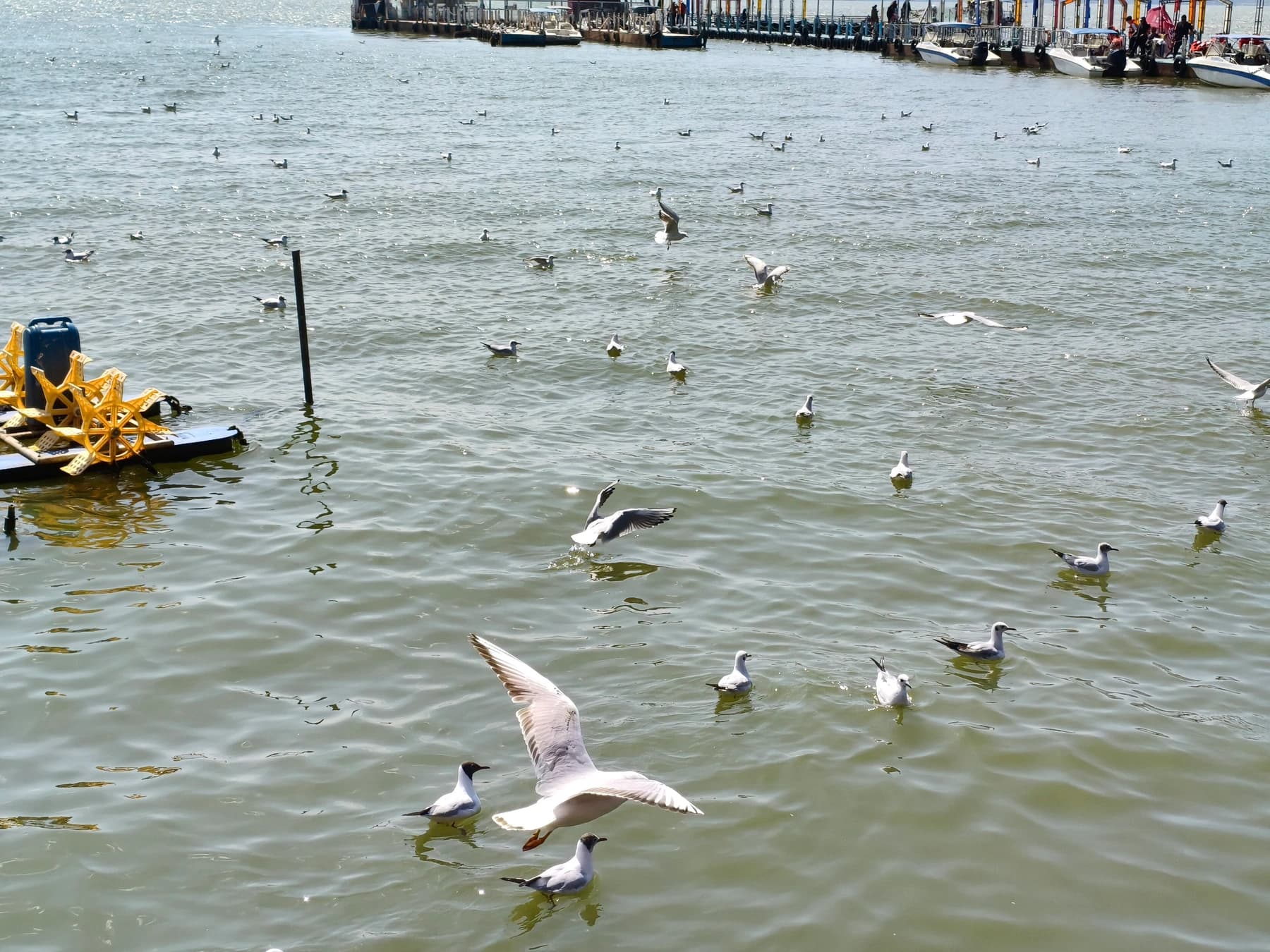 Gaviotas invernales sobrevolando la orilla del lago Dianchi