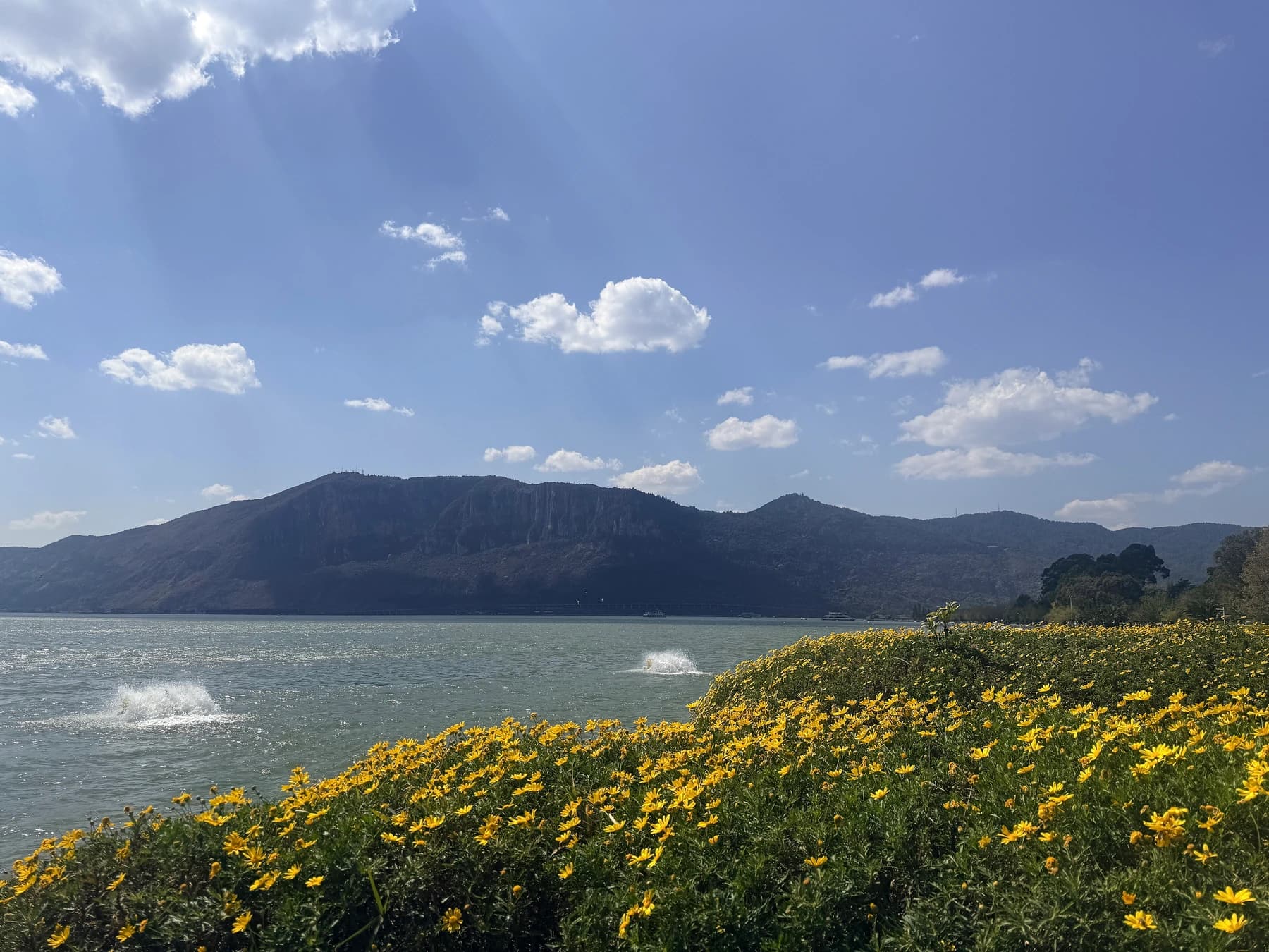 Aguas abiertas y flores amarillas junto al lago Dianchi