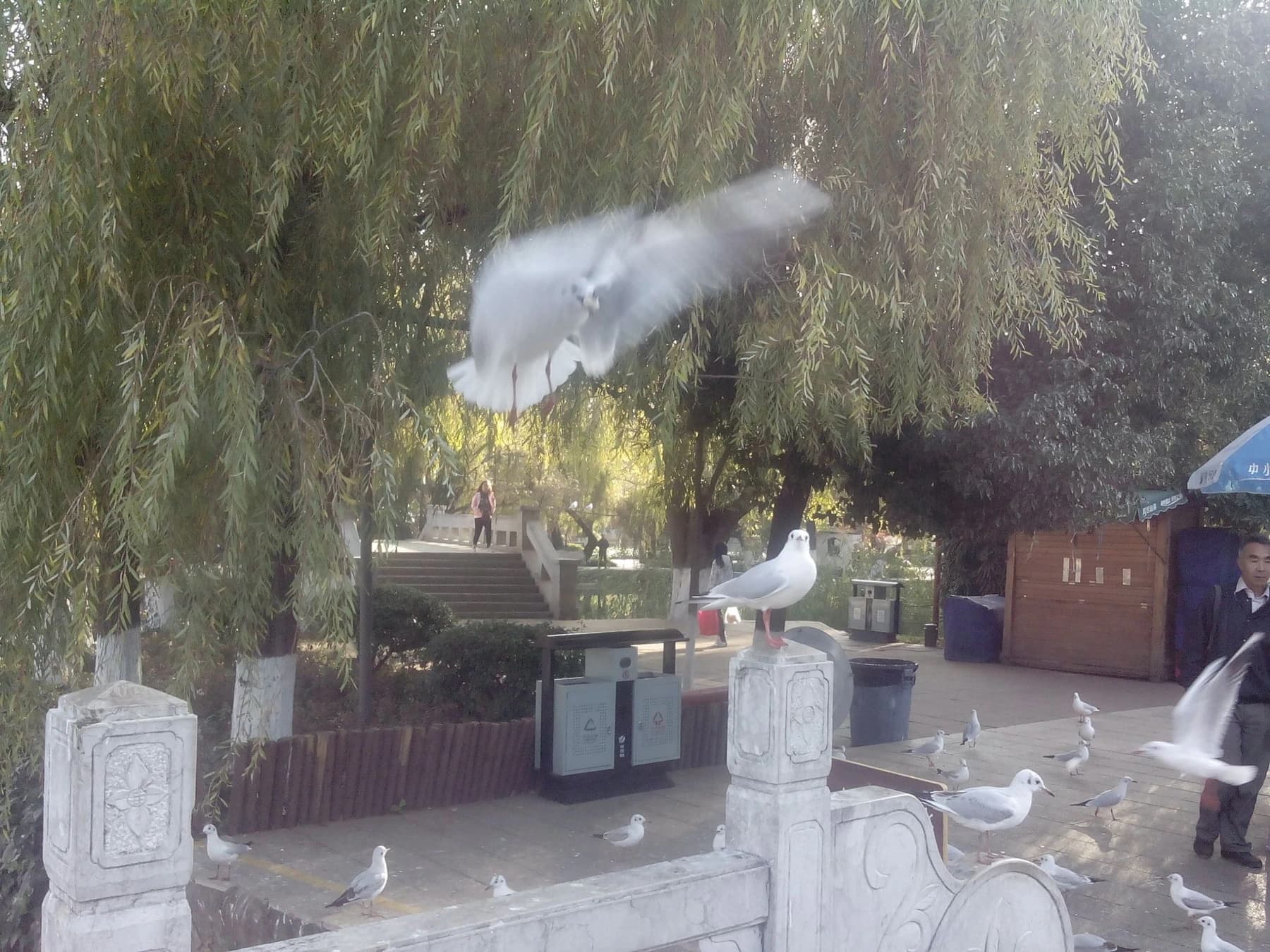 Gaviotas y sauces alrededor de Green Lake en Kunming
