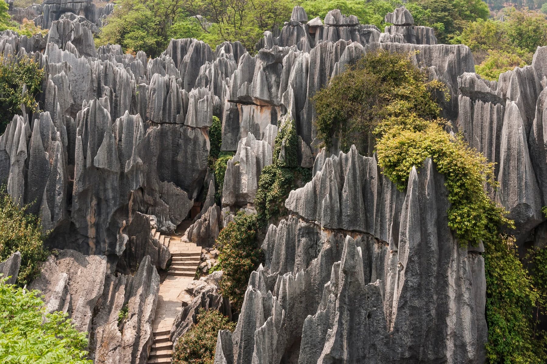 Sendero que serpentea entre altos pináculos de piedra caliza en Stone Forest