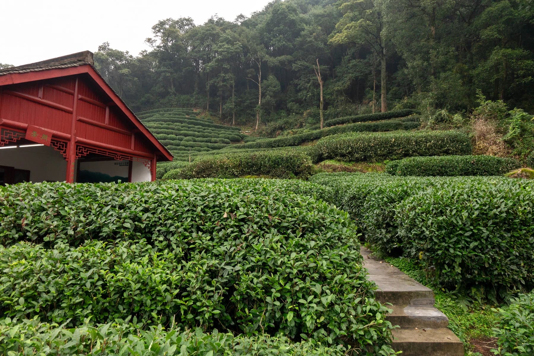 Ruta del té Longjing: museo, campos de té y compras sin presión