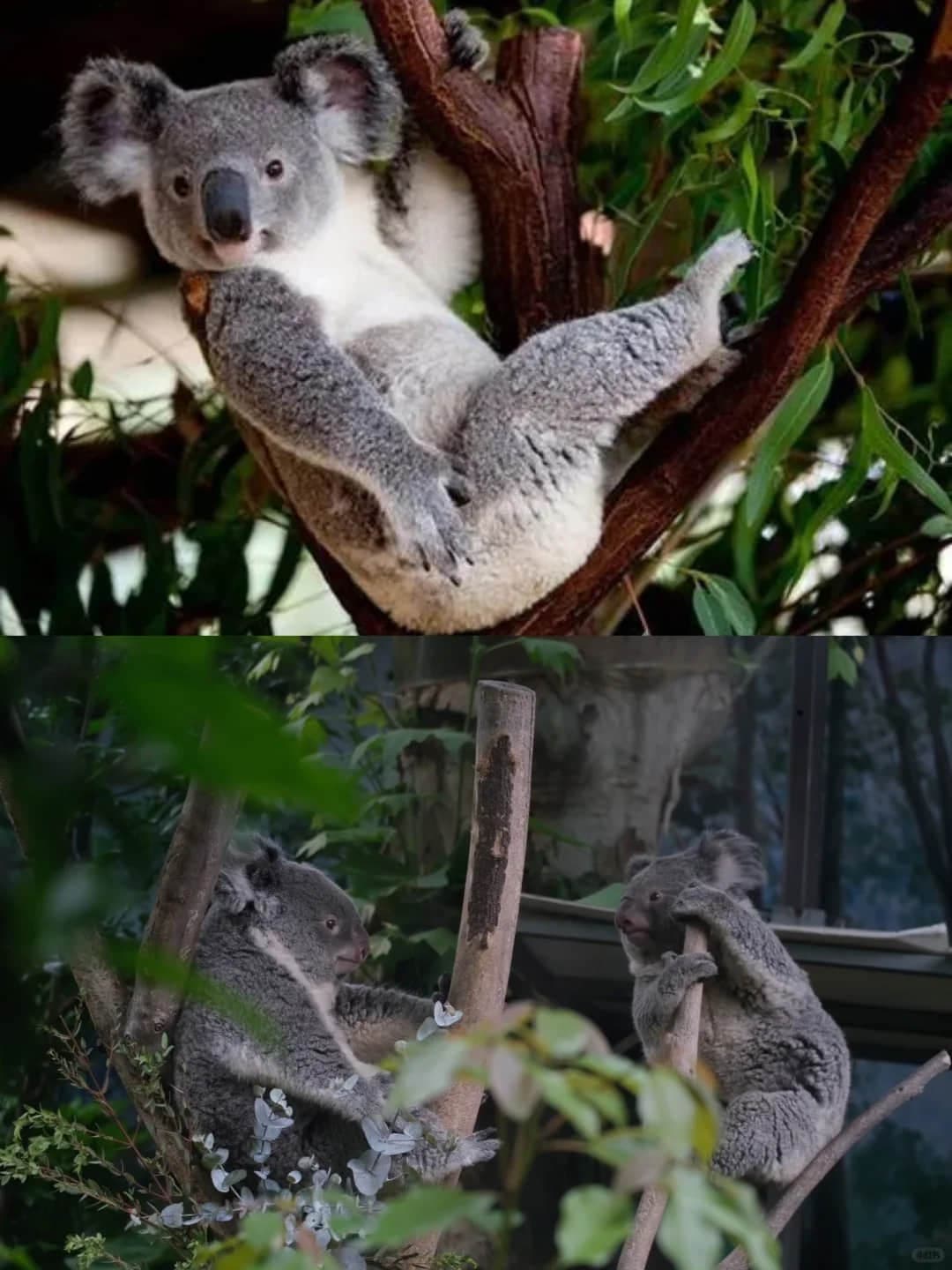Koala en el zoológico del bosque de Hongshan