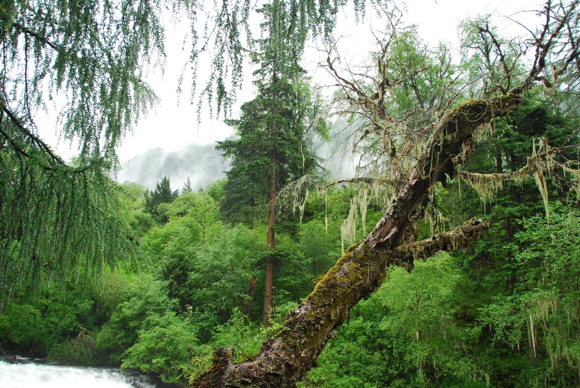 Forest and clear river beneath mountain walls in Changping Valley