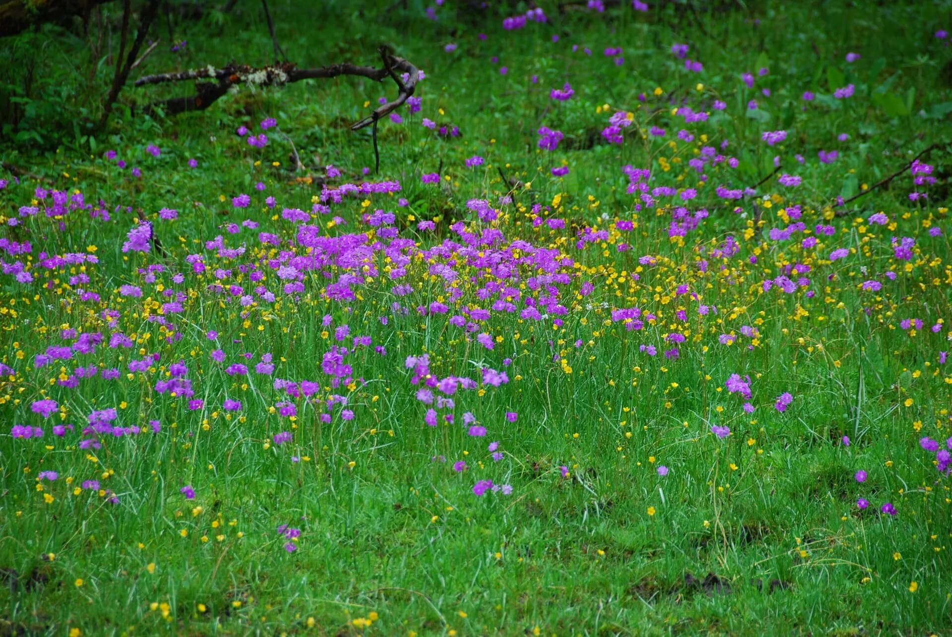 Purple wildflowers beside a clear river and forest in Changping Valley