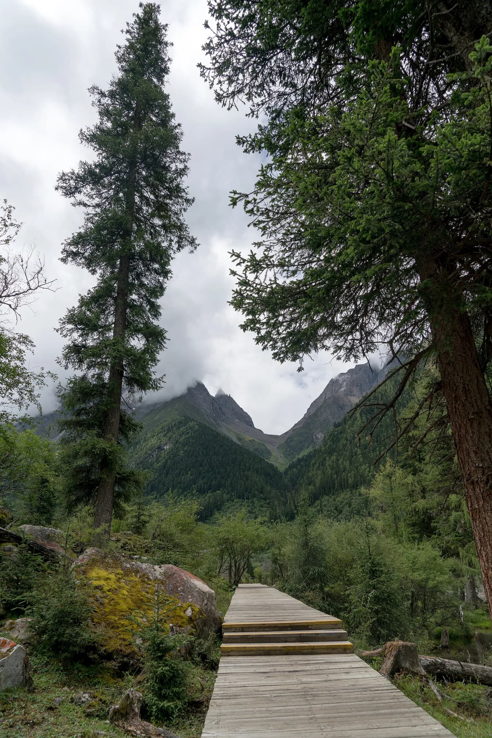 A wooden boardwalk passing through conifer forest in the Mount Siguniang valleys