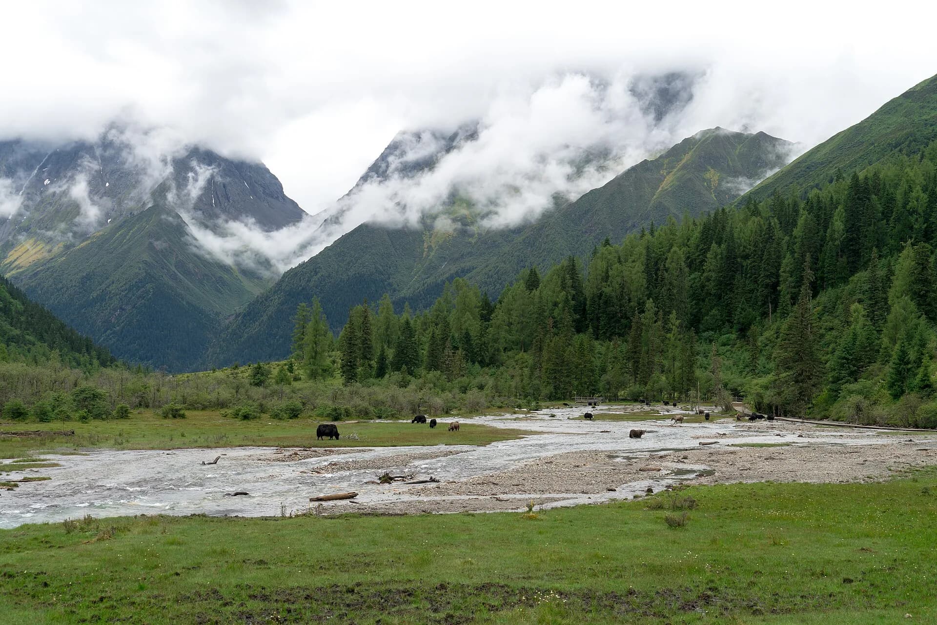 A clear river running through a forested valley beneath Mount Siguniang