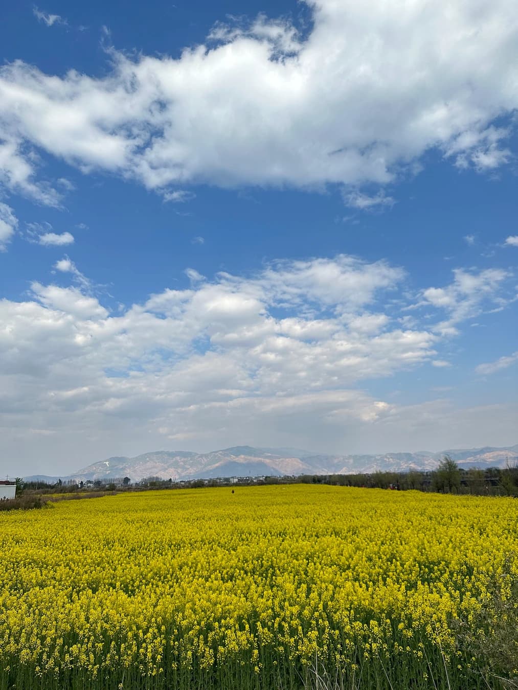 Campos agrícolas estacionales con las montañas cerca de Xizhou