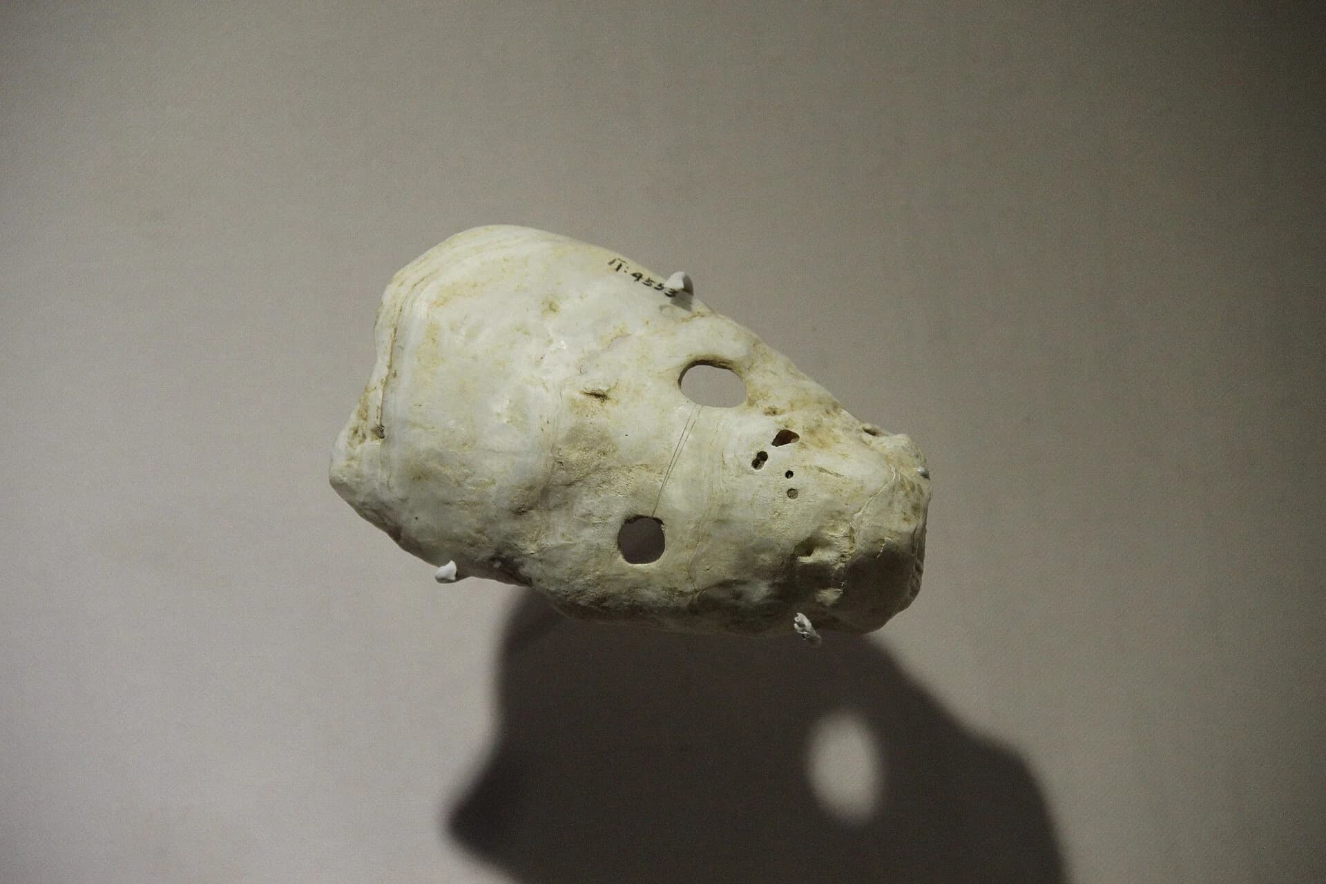 Neolithic shell ornament associated with Fujian museum collections