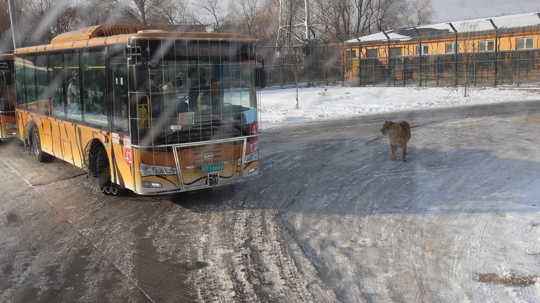 Tigre y ruta de transporte protegida en la nieve en Harbin Tiger Park