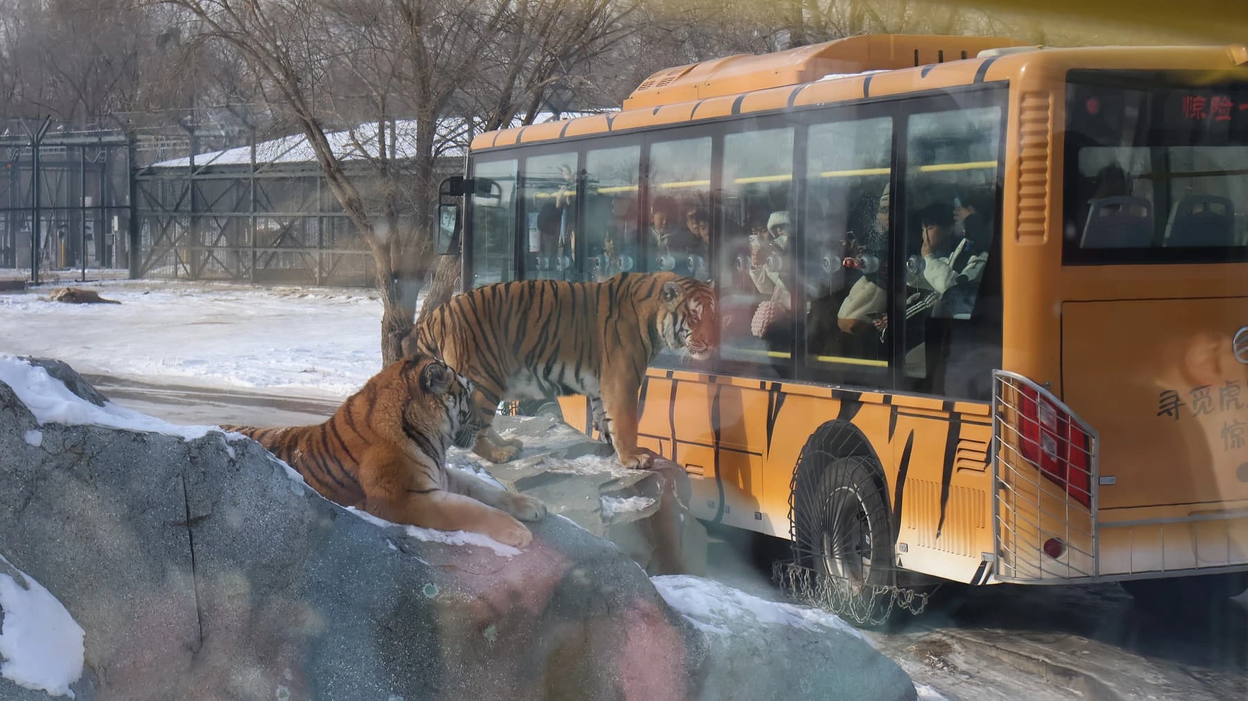 Tigre acercándose a un vehículo visitante protegido dentro del parque