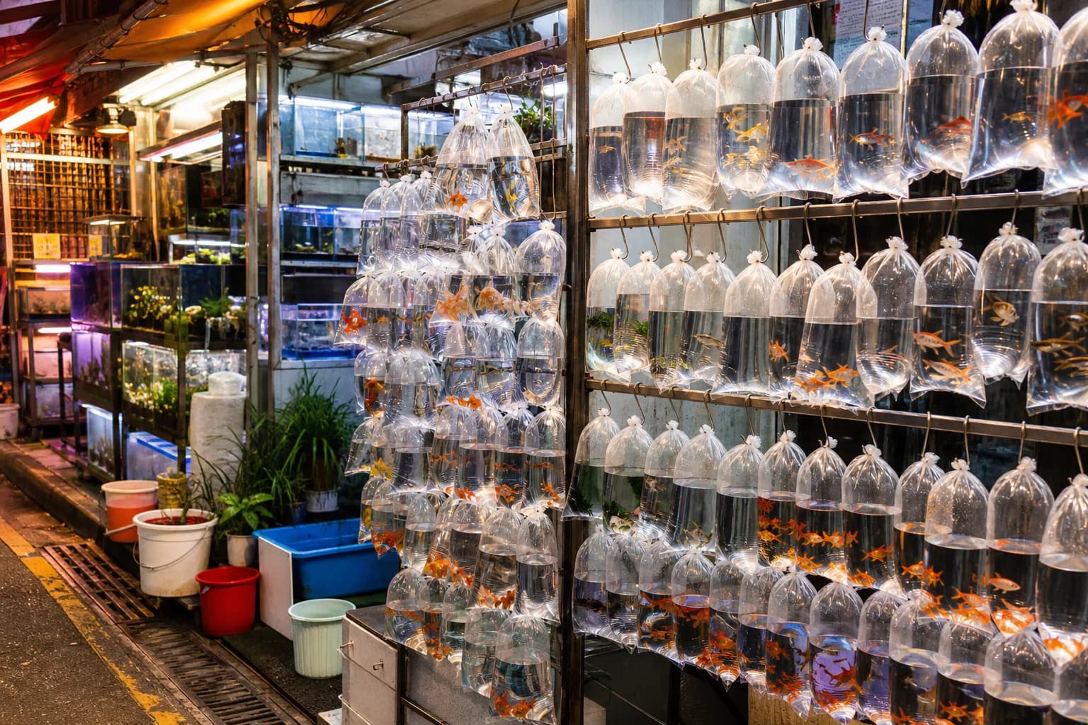Mercado de los Peces de Colores de Hong Kong: un paseo respetuoso por Mong Kok