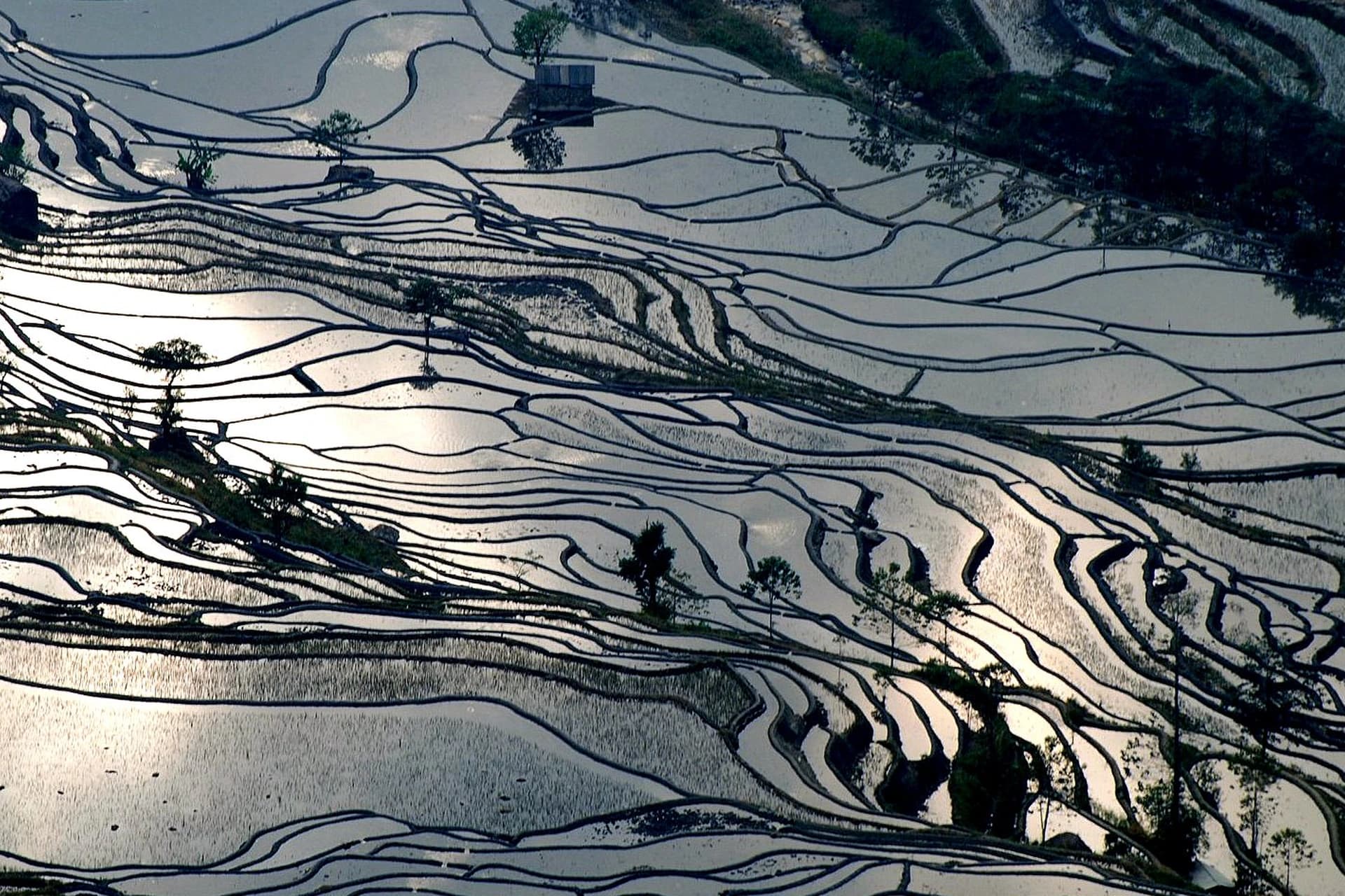Water-filled Hani rice terraces reflecting evening light in Honghe Prefecture