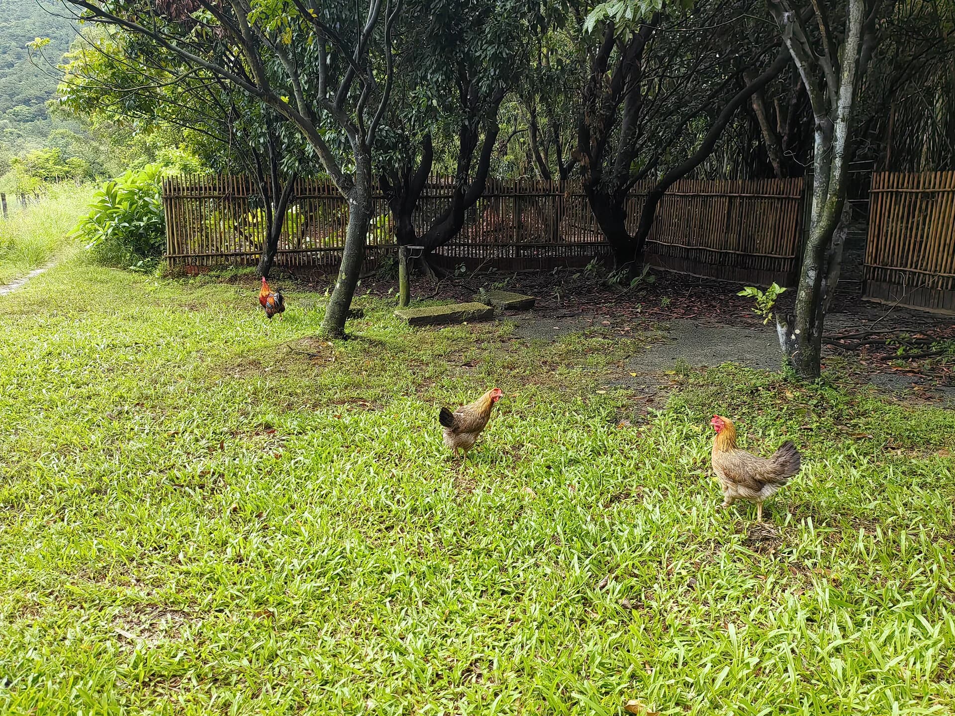 Chickens crossing an ordinary village lane in Majianglong