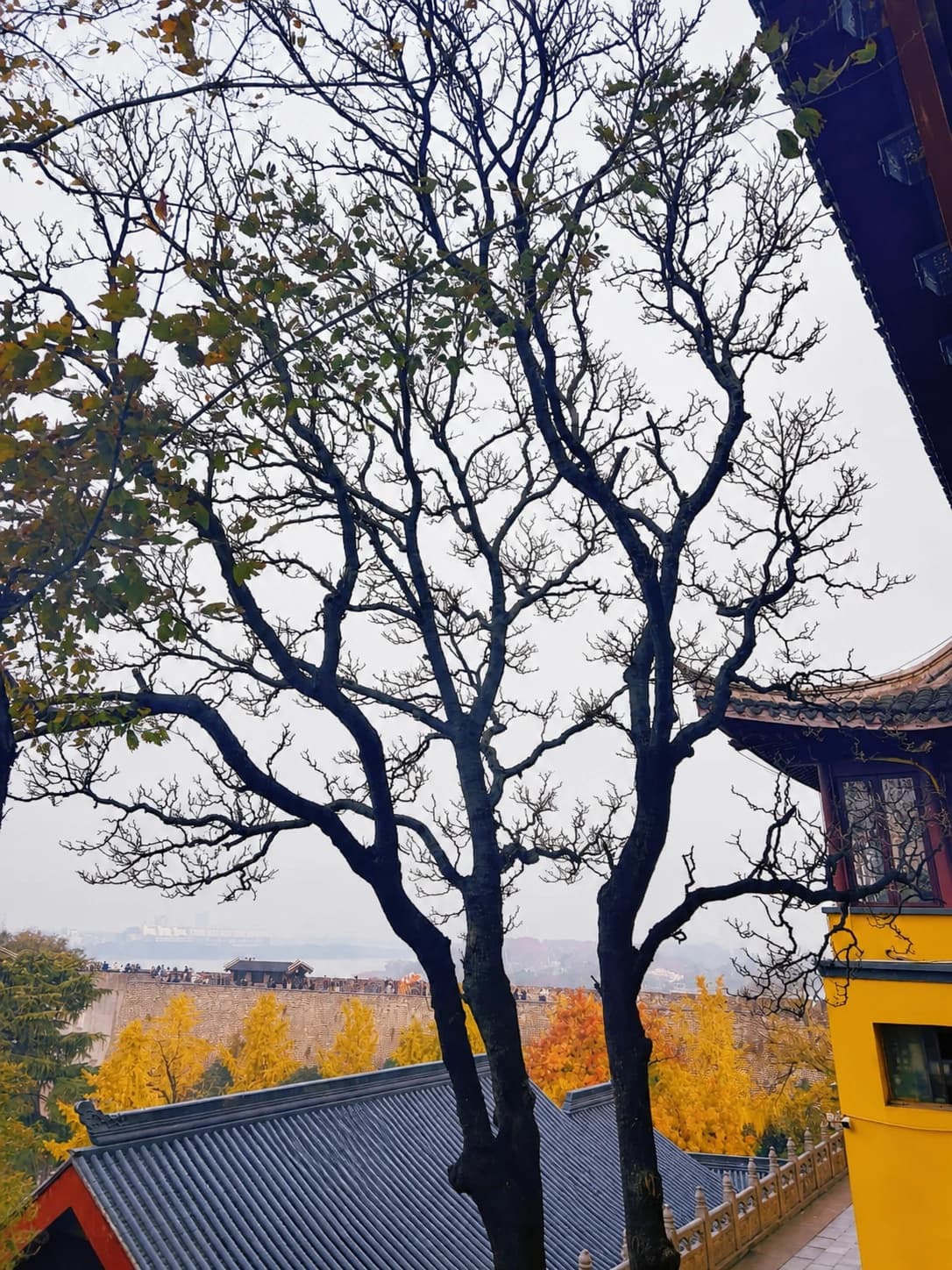 Árboles en el templo de Jiming