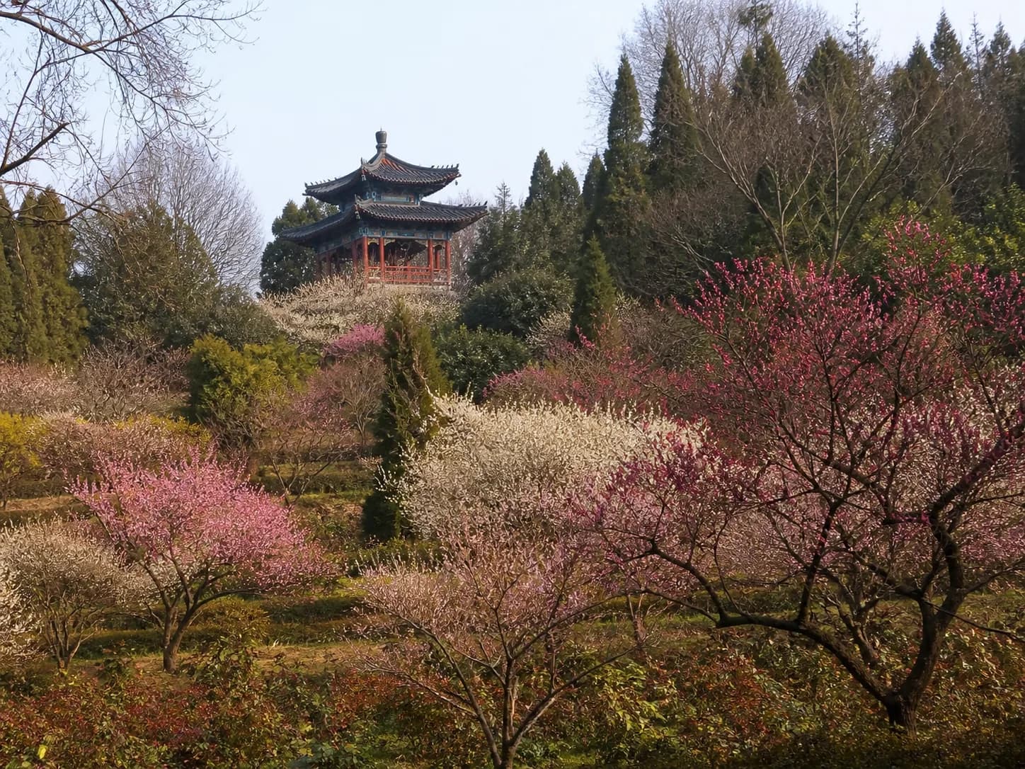 Flores de ciruelo rosadas y blancas que rodean un pabellón en Plum Blossom Hill