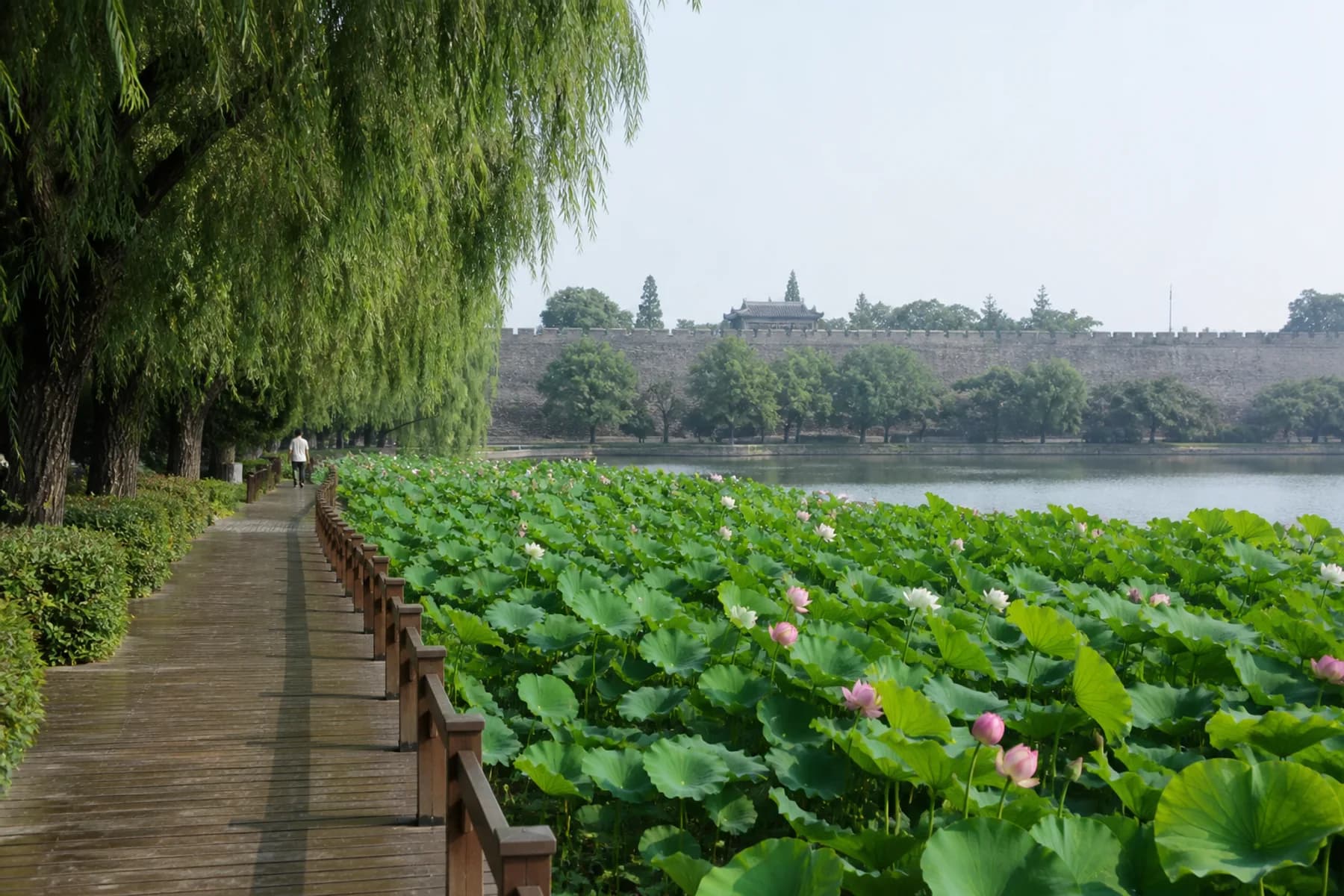 Paseo marítimo de loto de verano junto al lago Xuanwu y la muralla de la ciudad Ming