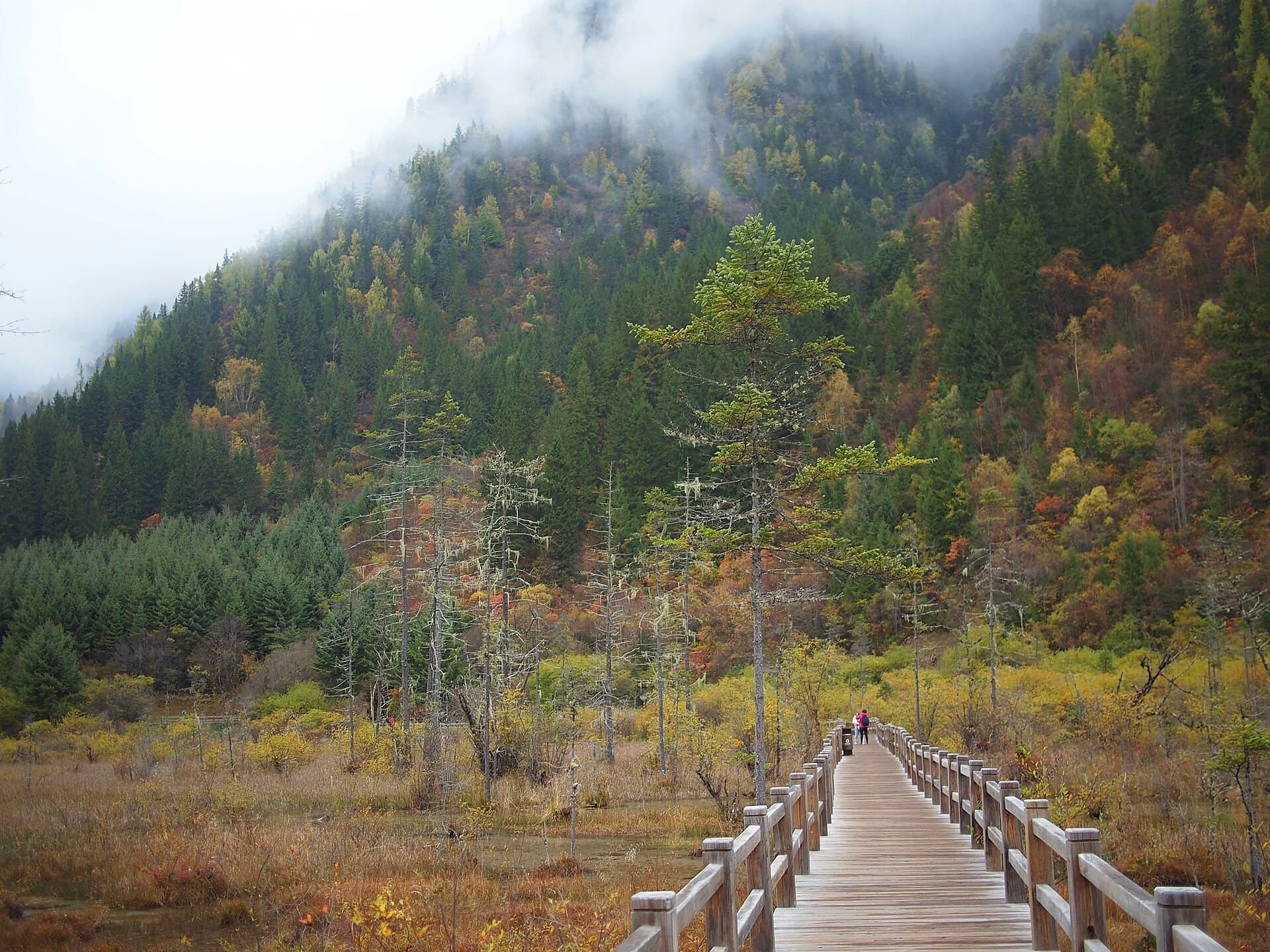 Pasarela de madera que continúa por el bosque junto a Arrow Bamboo Lake en Jiuzhaigou