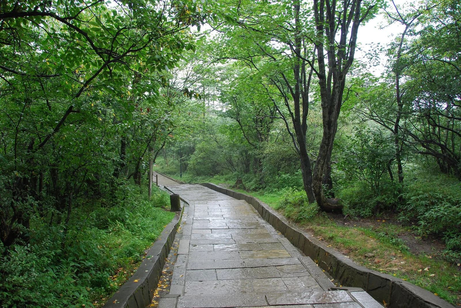 Wet stone walking path through dense green forest on Mount Emei