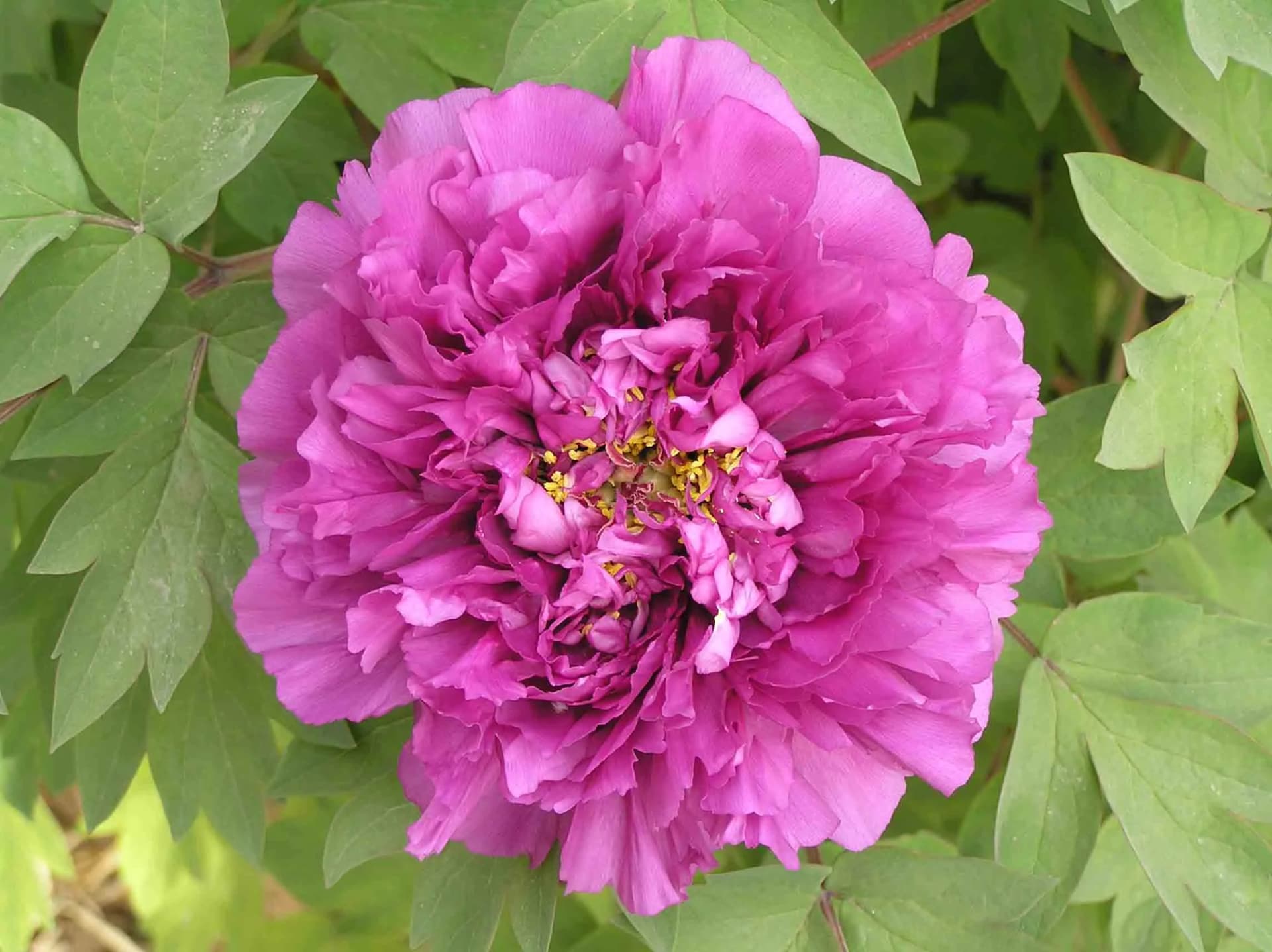 Luoyang Peony Season