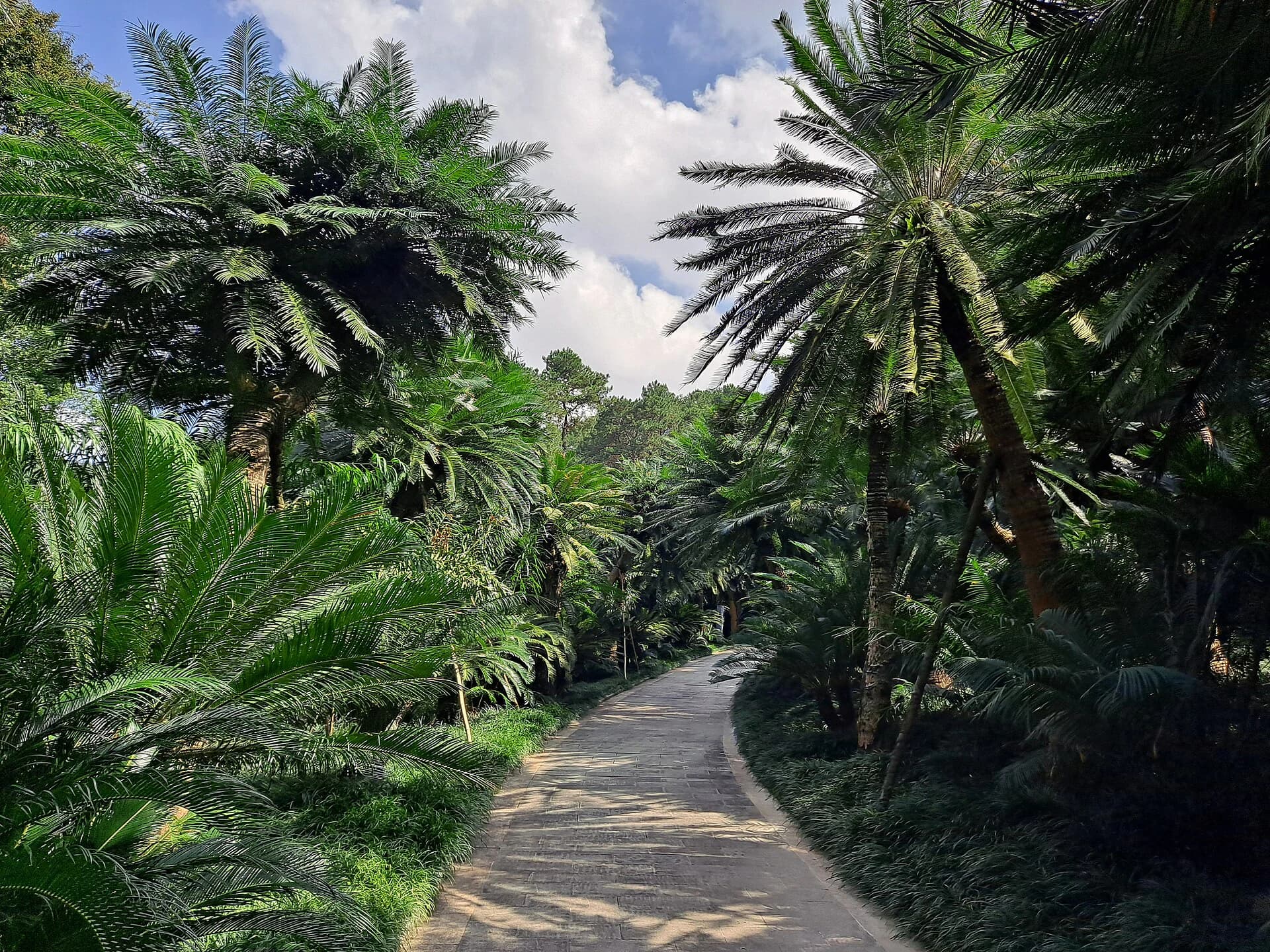 Path through the cycad garden at Qingxiu Mountain in Nanning