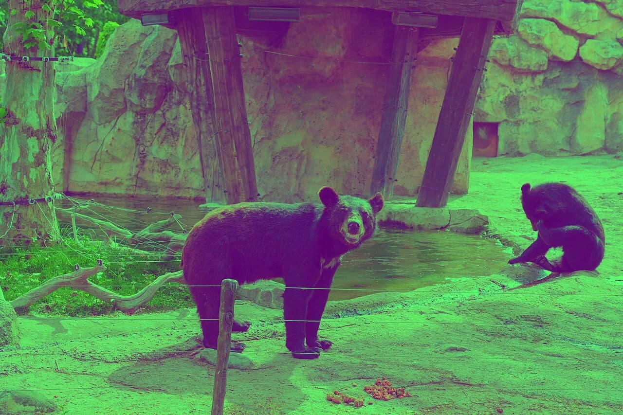 Parque de animales salvajes de Shanghai: ruta de safari y consejos familiares