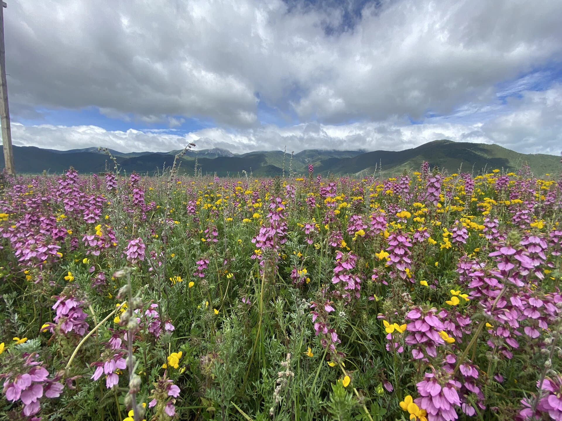Seasonal grassland and mountain landscape outside Shangri-La city