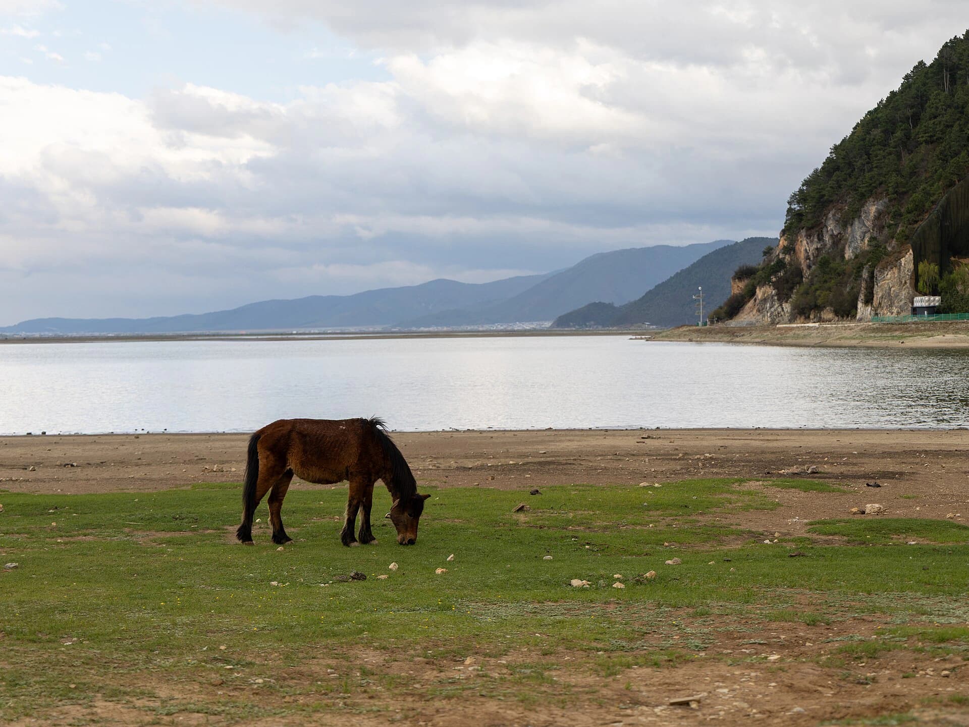 Grassland and grazing context beside Napa Lake
