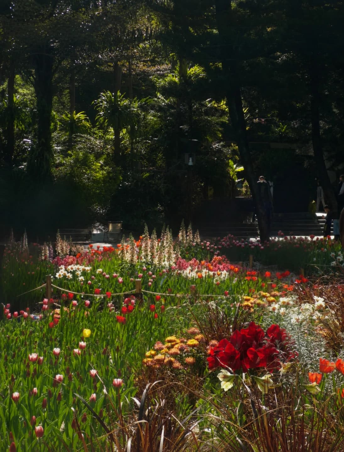Campo de tulipanes en Fairy Lake Botanical Garden